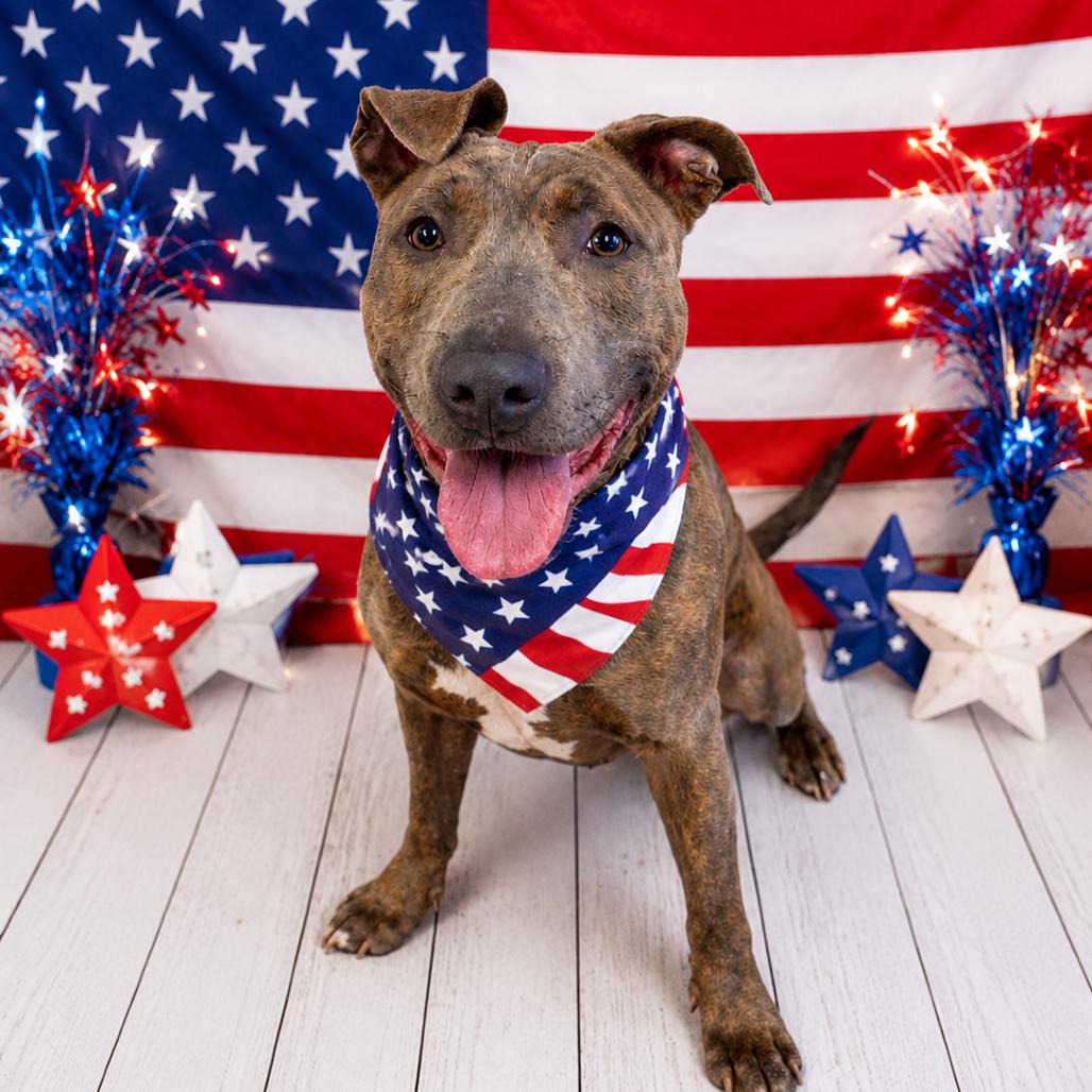 Enlarge Delia, a Adoptable mixed breed in Binghamton, NY image 6/6