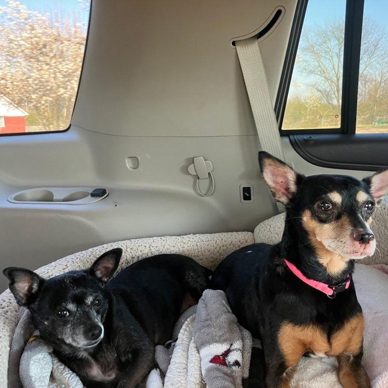 Enlarge Molly and Daisy *Bonded Pair*, a Adoptable mixed breed in Durham, NC image 1/6