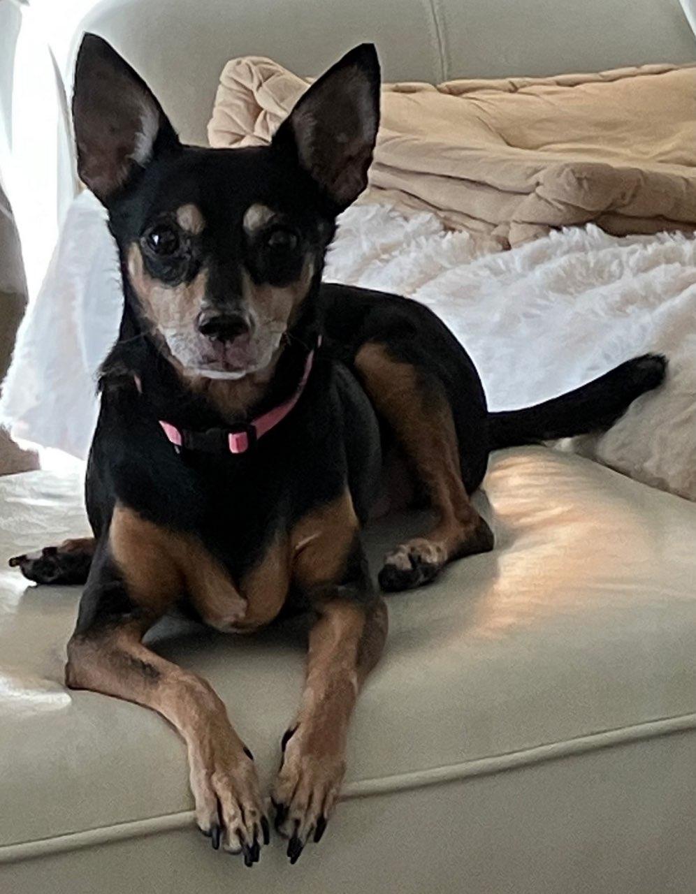 Enlarge Molly and Daisy *Bonded Pair*, a Adoptable mixed breed in Durham, NC image 2/6