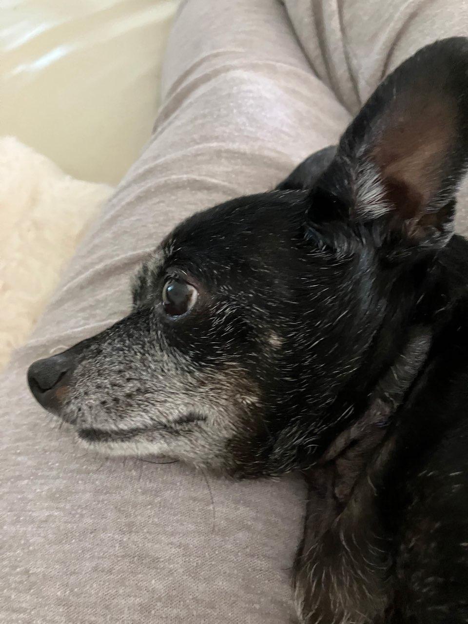 Enlarge Molly and Daisy *Bonded Pair*, a Adoptable mixed breed in Durham, NC image 3/6