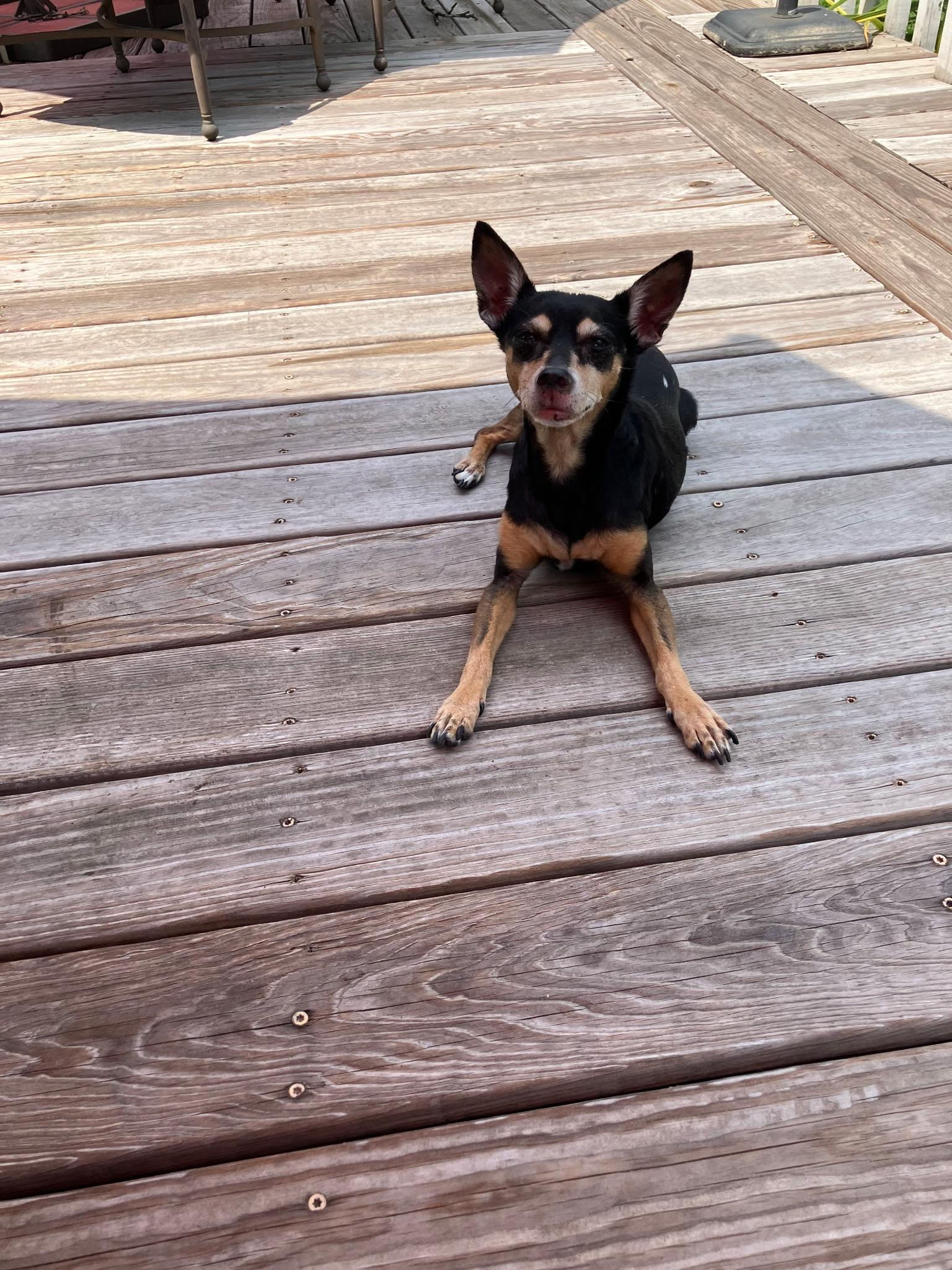 Enlarge Molly, a Adoptable mixed breed in Durham, NC image 3/5