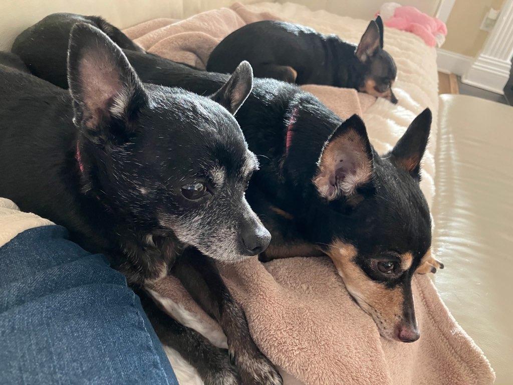 Enlarge Molly and Daisy *Bonded Pair*, a Adoptable mixed breed in Durham, NC image 4/6