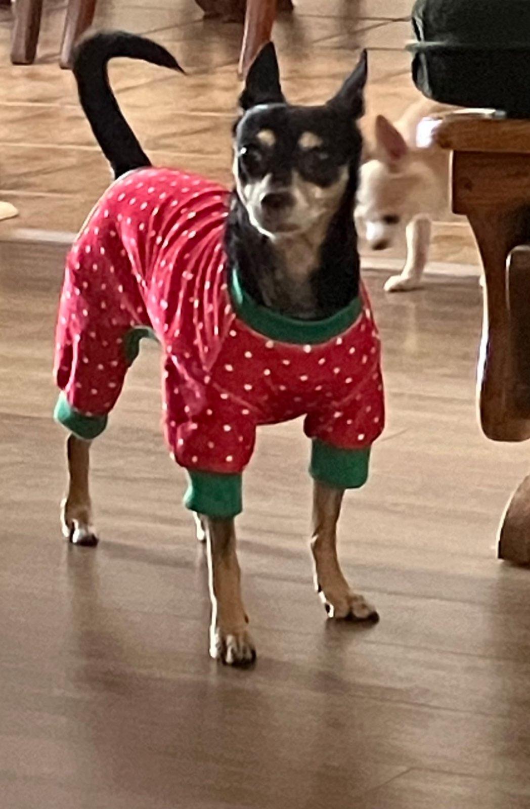 Molly and Daisy *Bonded Pair*, Adoptable, Senior Female Chihuahua.