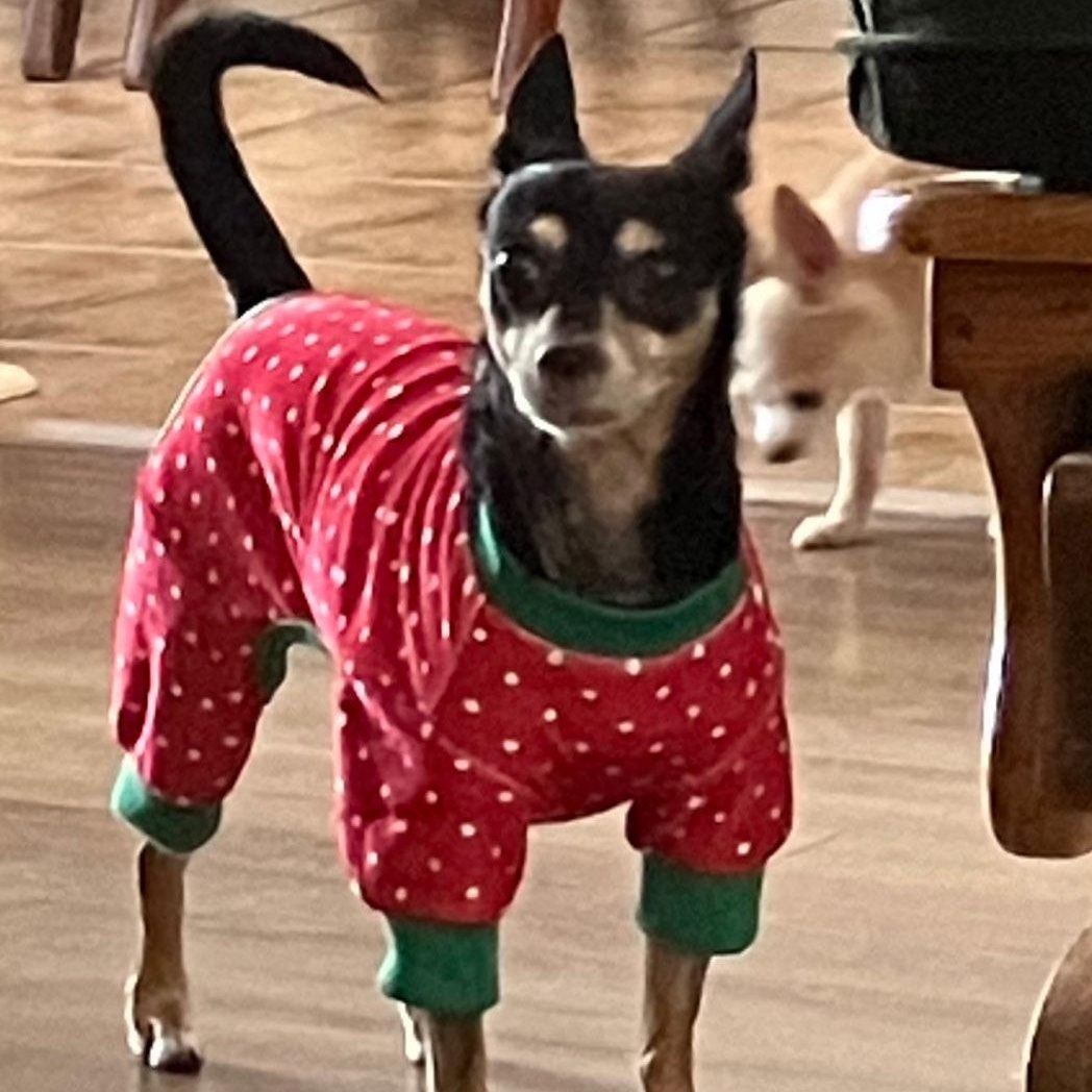 Enlarge Molly, a Adoptable mixed breed in Durham, NC image 1/5