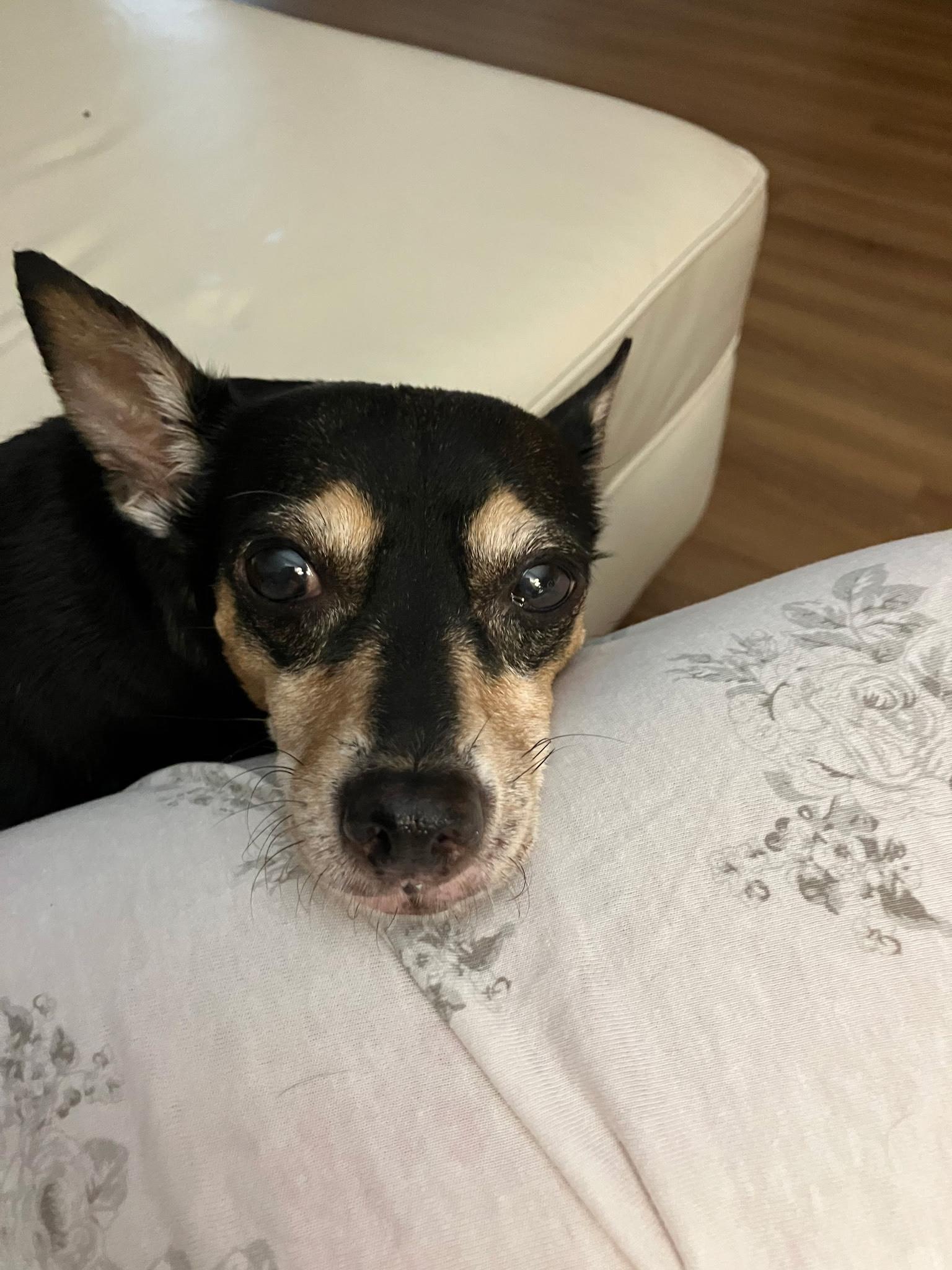 Enlarge Molly, a Adoptable mixed breed in Durham, NC image 5/5