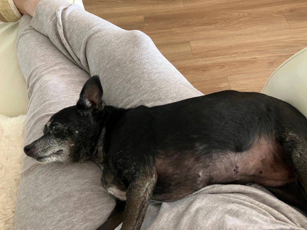 Enlarge Molly and Daisy *Bonded Pair*, a Adoptable mixed breed in Durham, NC image 6/6