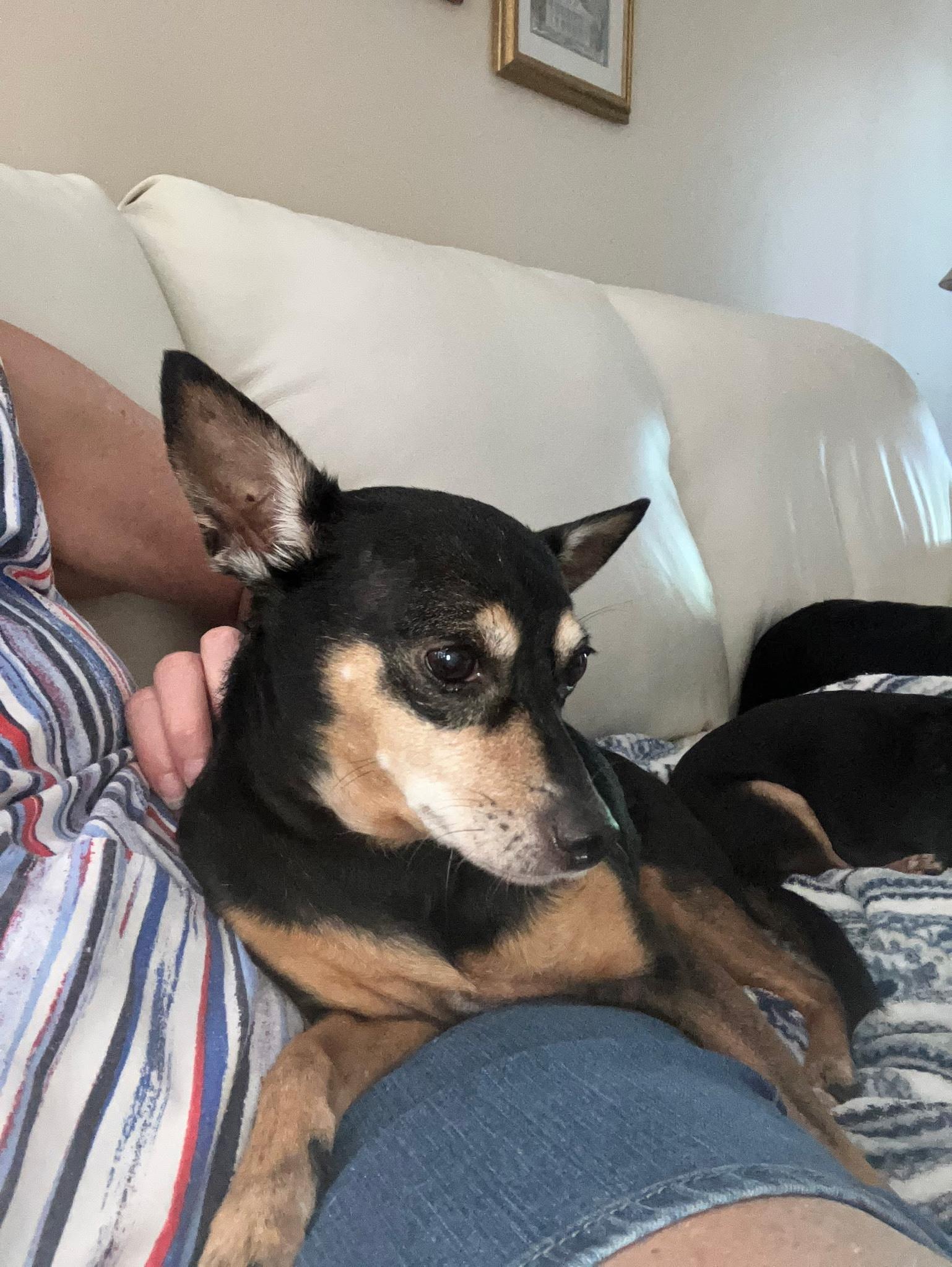 Enlarge Molly, a Adoptable mixed breed in Durham, NC image 4/5