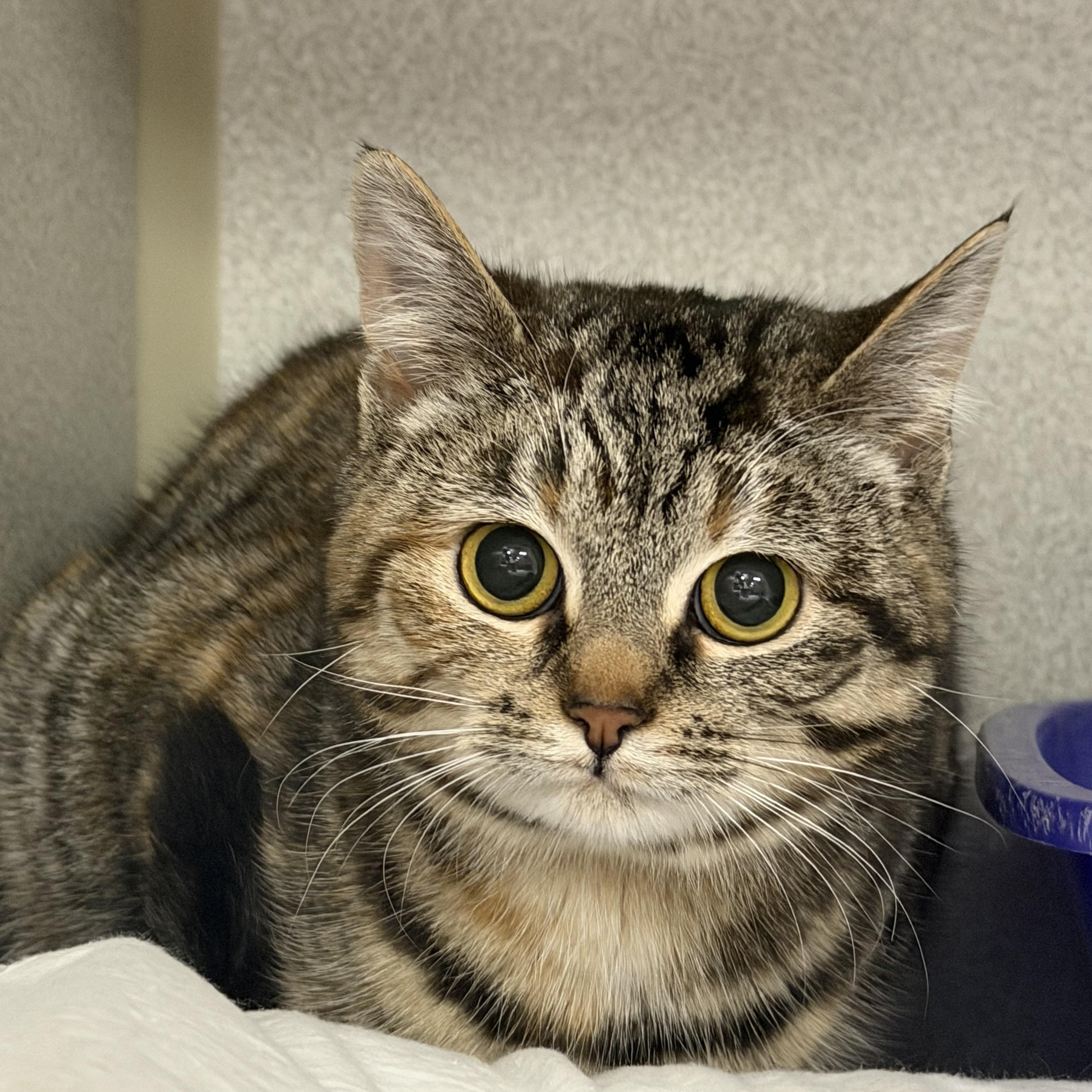 Sprinkles, ADOPTABLE, Young Female Tortoiseshell & Torbie.