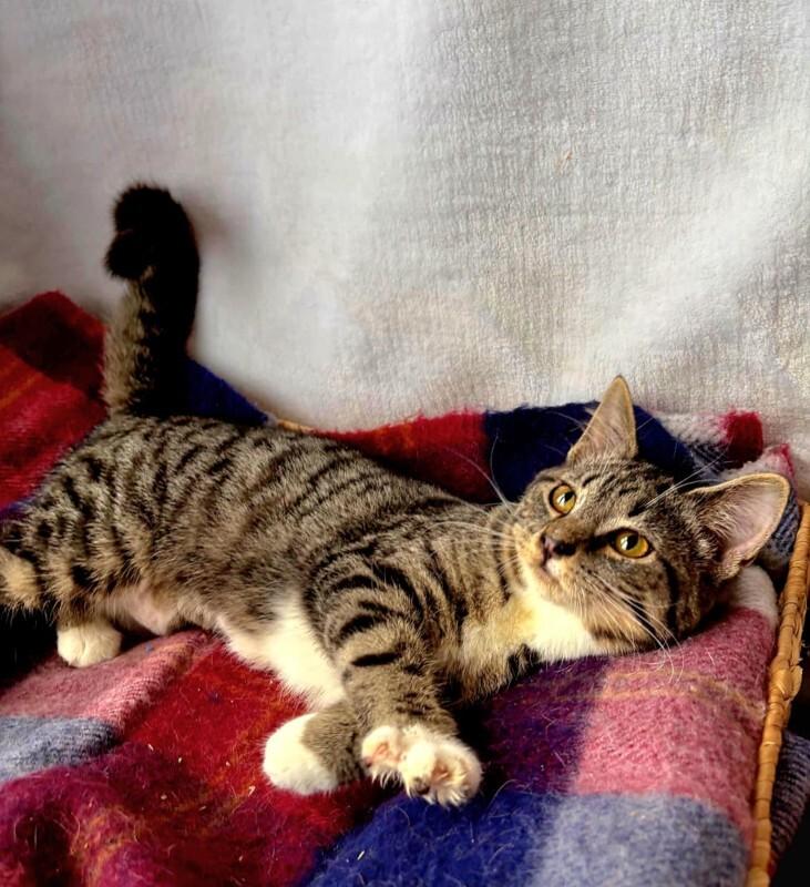 Enlarge Booties, a Adoptable Domestic Medium Hair in Georgetown, OH image 1/3
