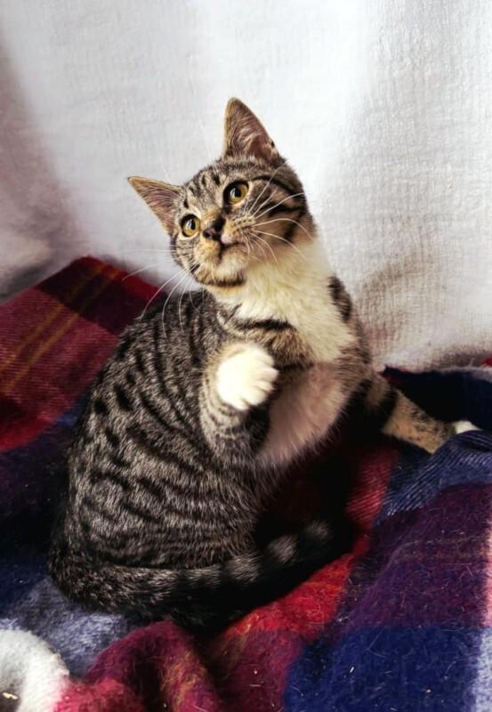 Enlarge Booties, a Adoptable Domestic Medium Hair in Georgetown, OH image 2/3