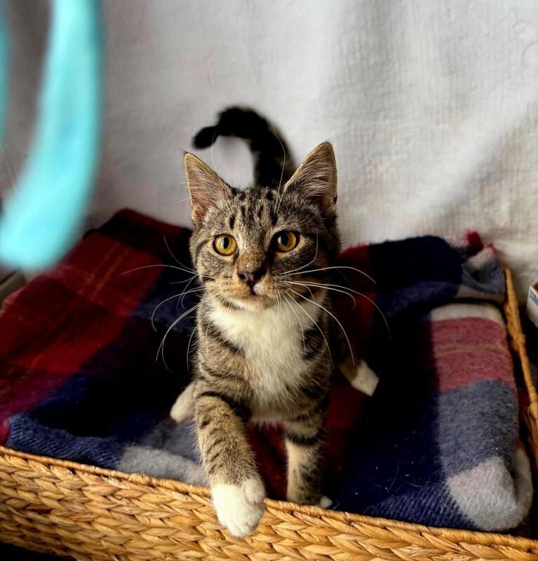 Enlarge Booties, a Adoptable Domestic Medium Hair in Georgetown, OH image 3/3