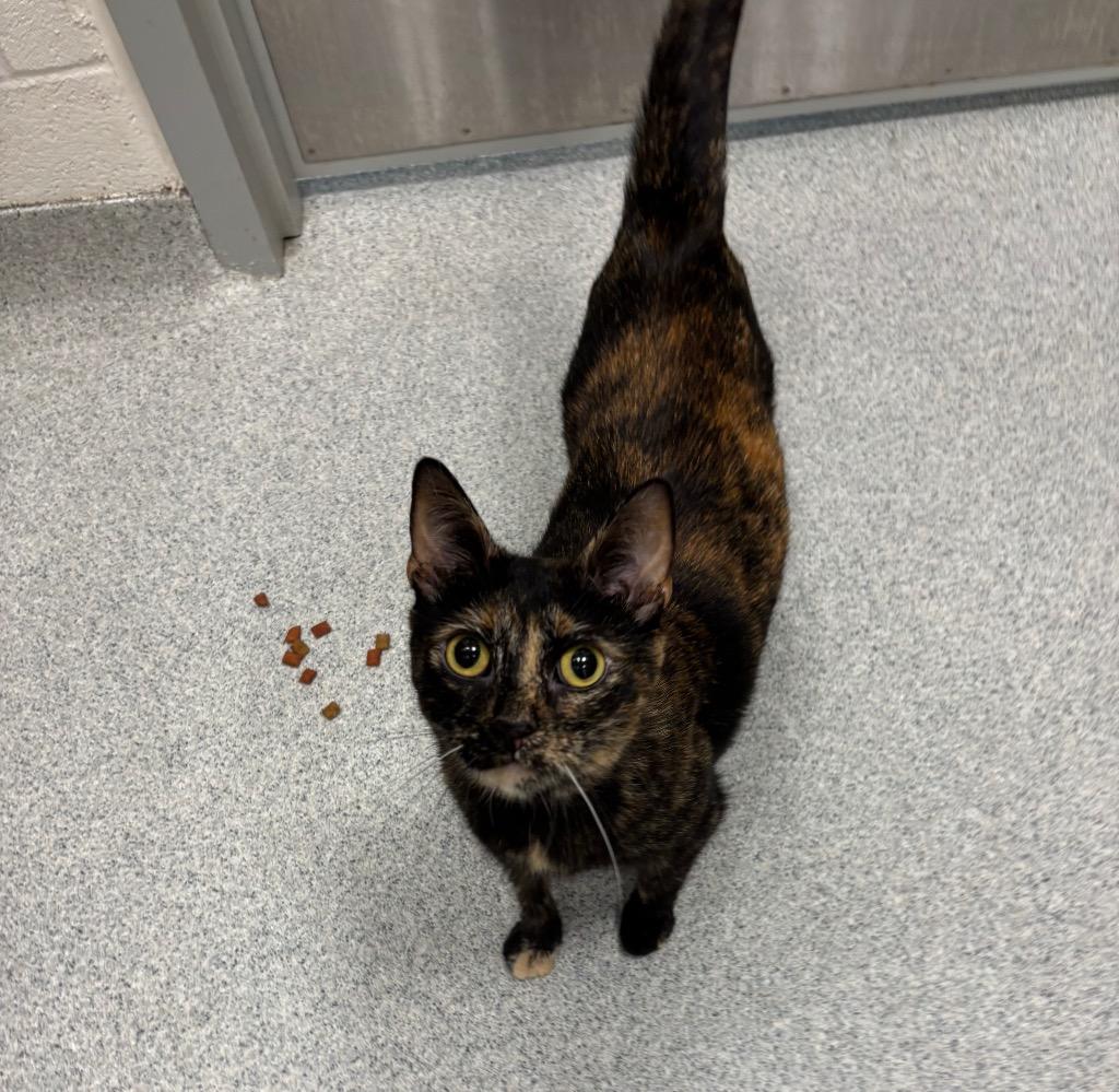 Enlarge Maze, a Adoptable Tortoiseshell in Frankfort, KY image 2/2