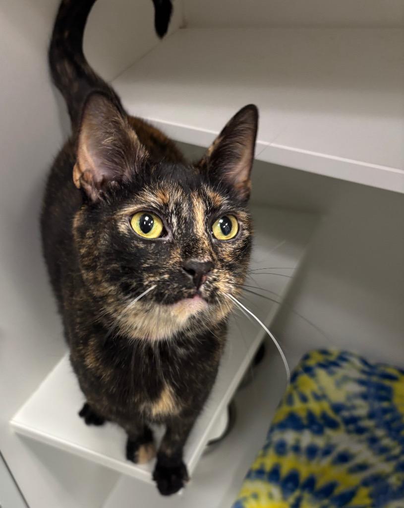 Maze, Adoptable, Adult Female Tortoiseshell.