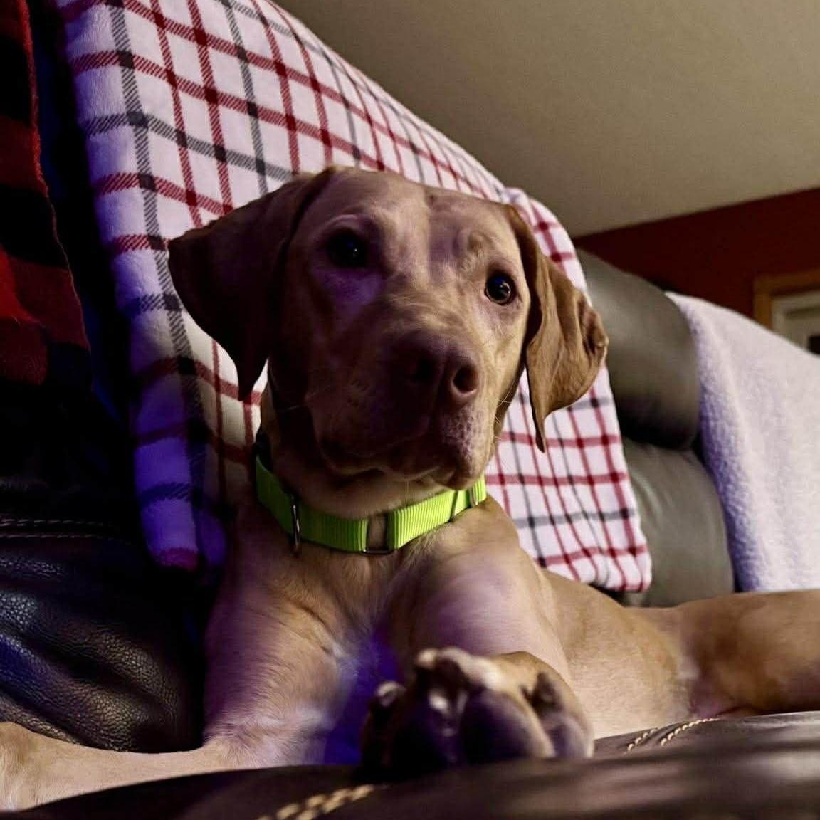 Enlarge Goldie, an adopted mixed breed in Sioux Falls, SD image 1/4