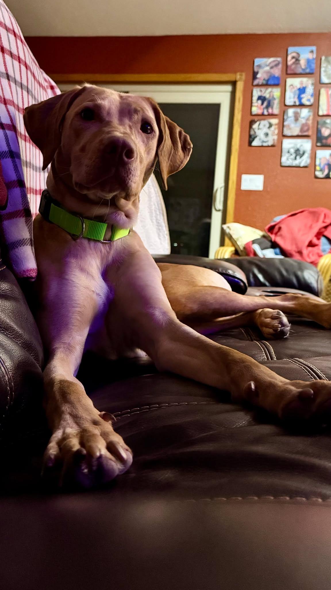 Enlarge Goldie, an adopted mixed breed in Sioux Falls, SD image 2/4