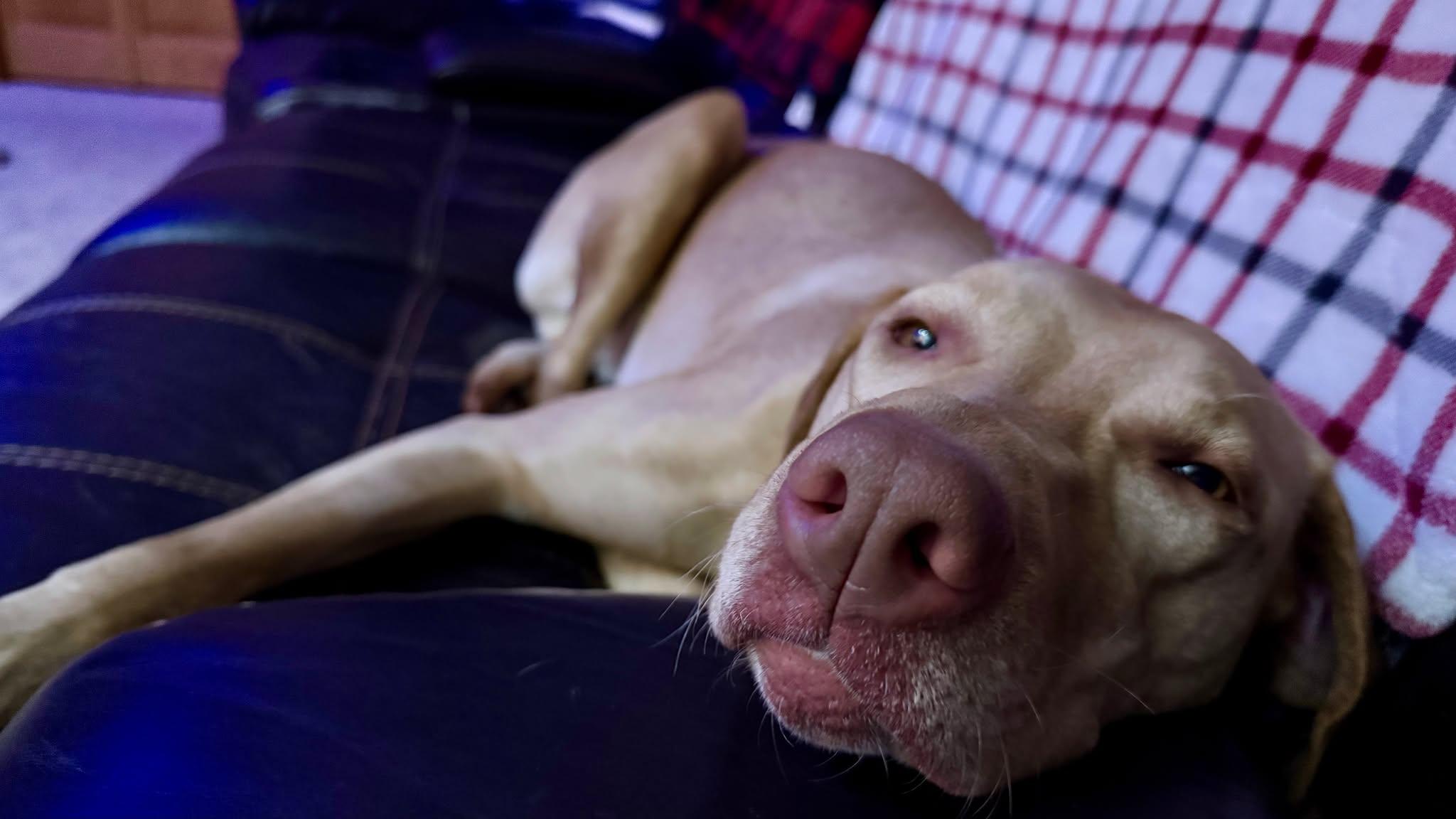 Enlarge Goldie, an adopted mixed breed in Sioux Falls, SD image 4/4