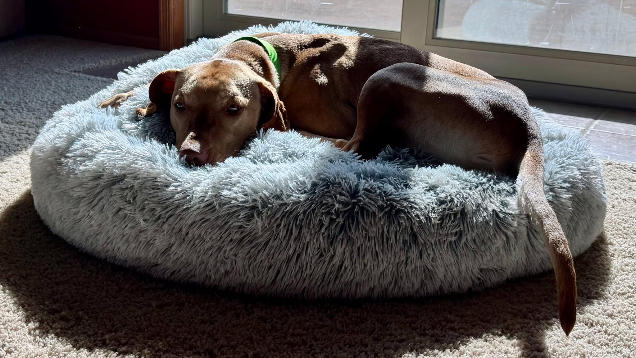 Enlarge Goldie, an adopted mixed breed in Sioux Falls, SD image 3/4