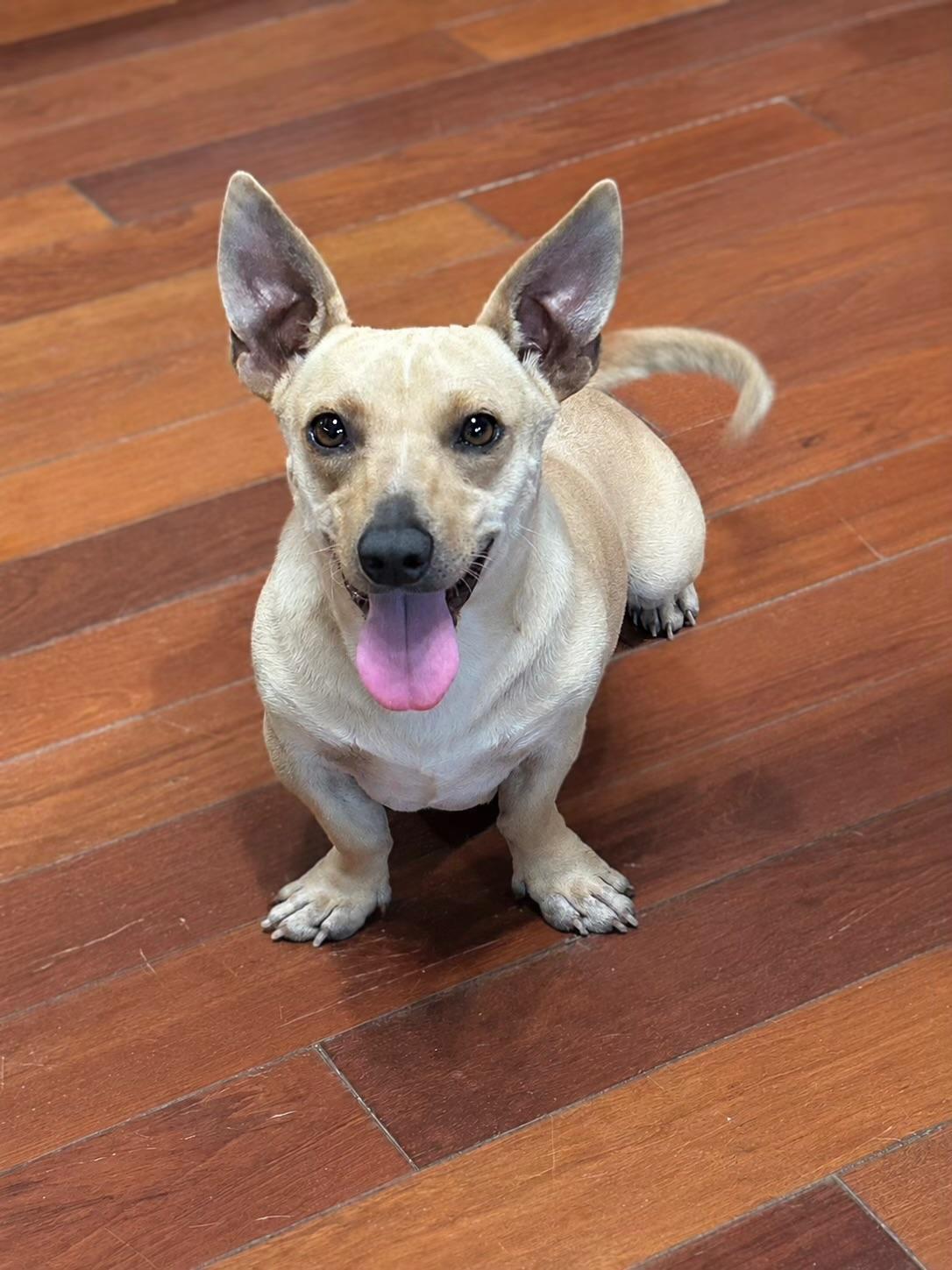 West, ADOPTABLE, Young Male Dachshund.