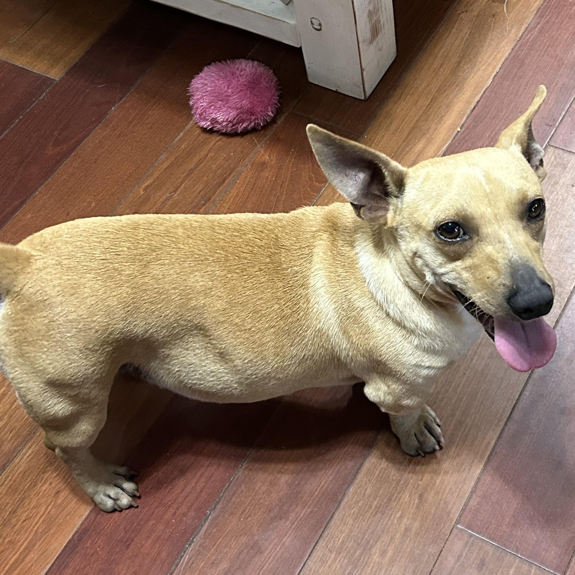 West, a ADOPTABLE mixed breed in Douglas, GA image 2/2