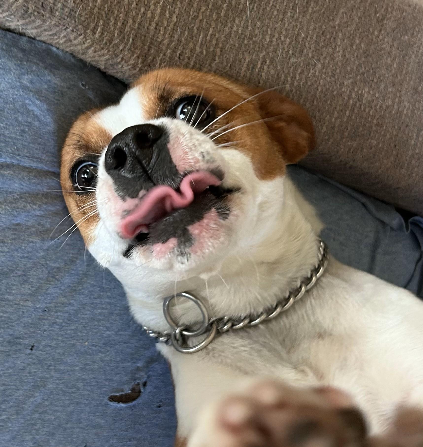 Chicky, Adoptable, Young Female Beagle.