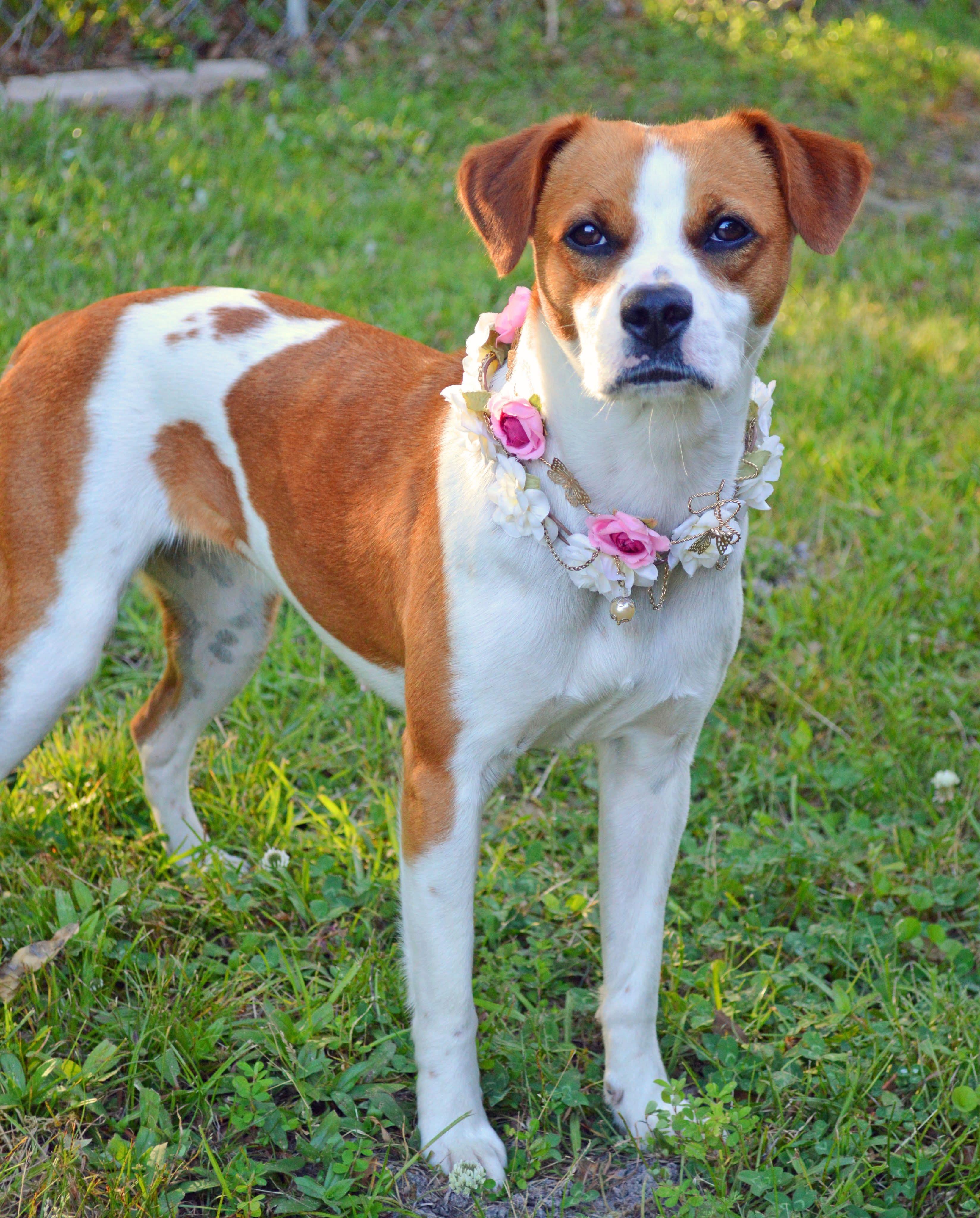 Chicky, a Adoptable mixed breed in Gulfport, MS image 4/5