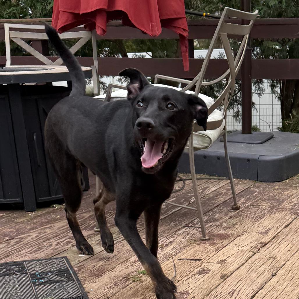 Brand, Adoptable, Adult Male Mixed Breed.