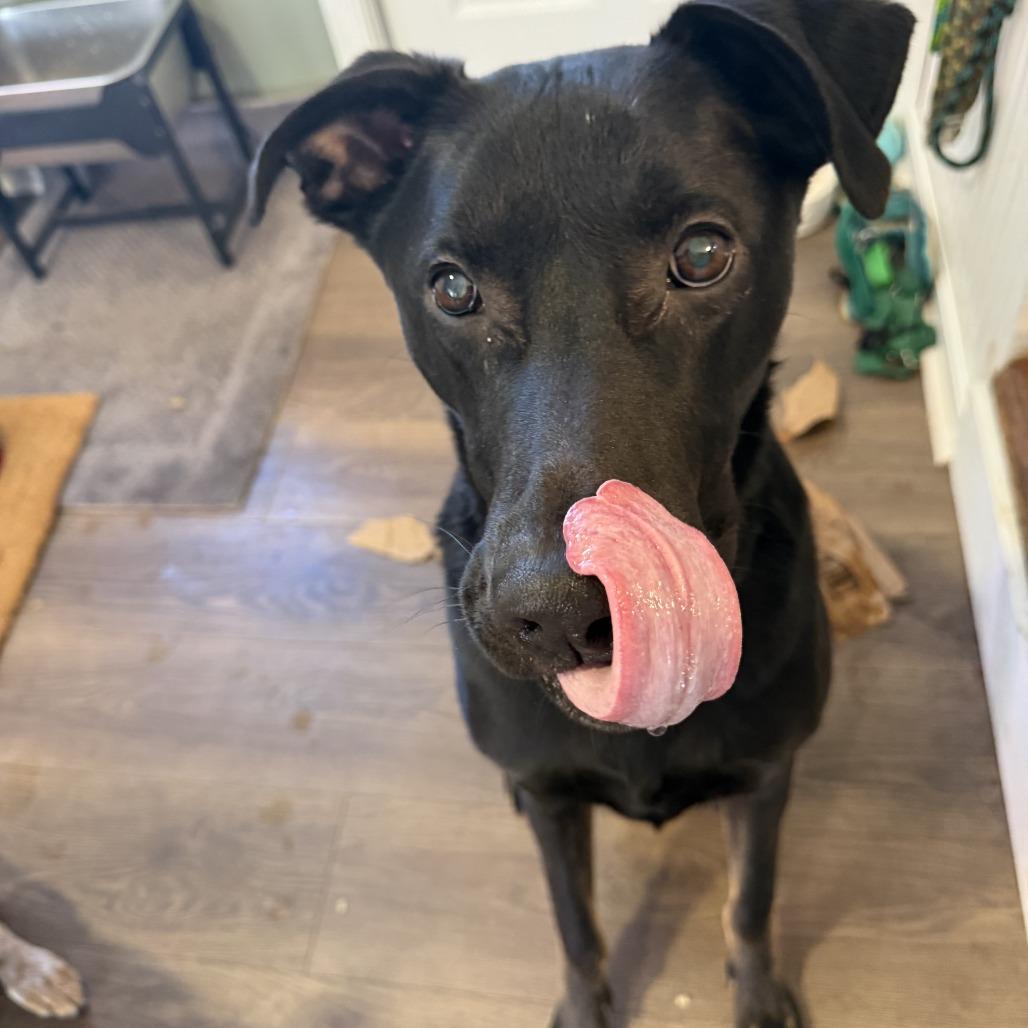 Brand, Adoptable, Adult Male Mixed Breed.