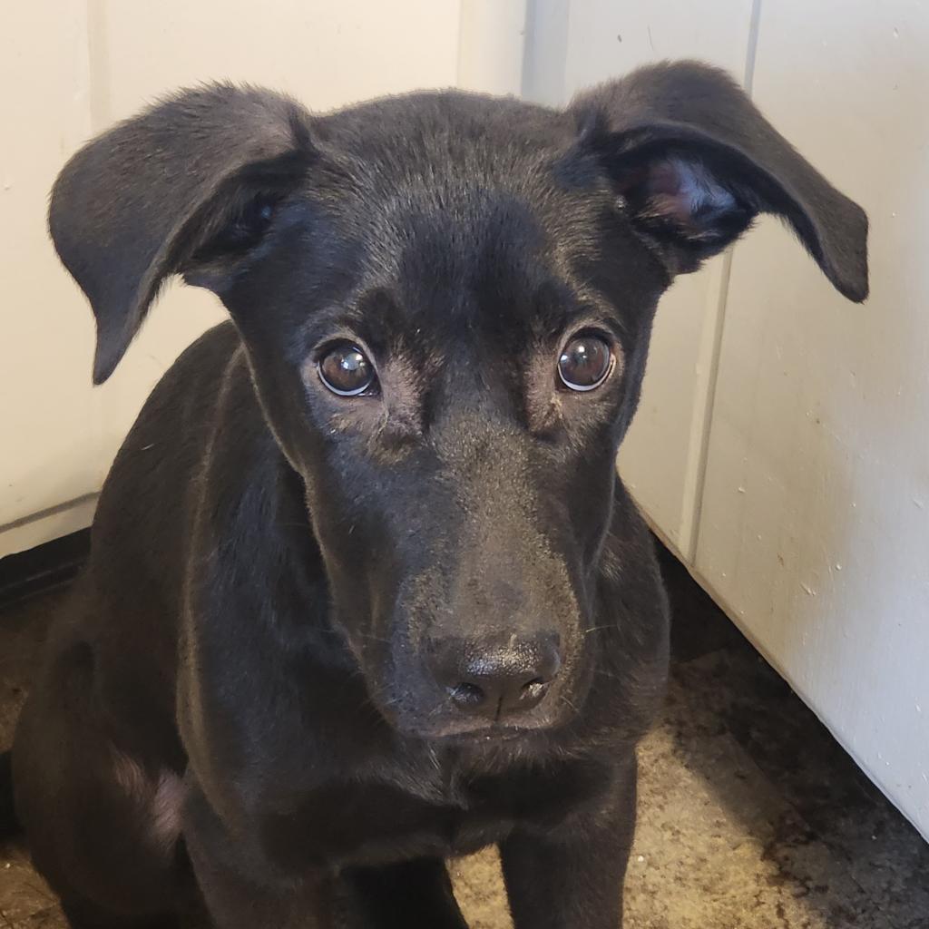 Enlarge Brand, a Adoptable Mixed Breed in Staten Island, NY image 3/6