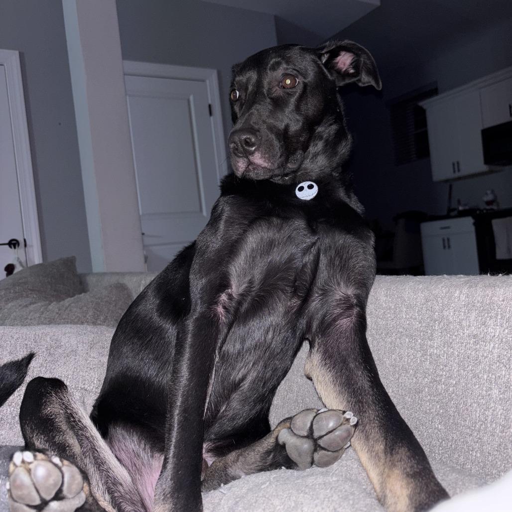 Enlarge Brand, a Adoptable Mixed Breed in Staten Island, NY image 4/6