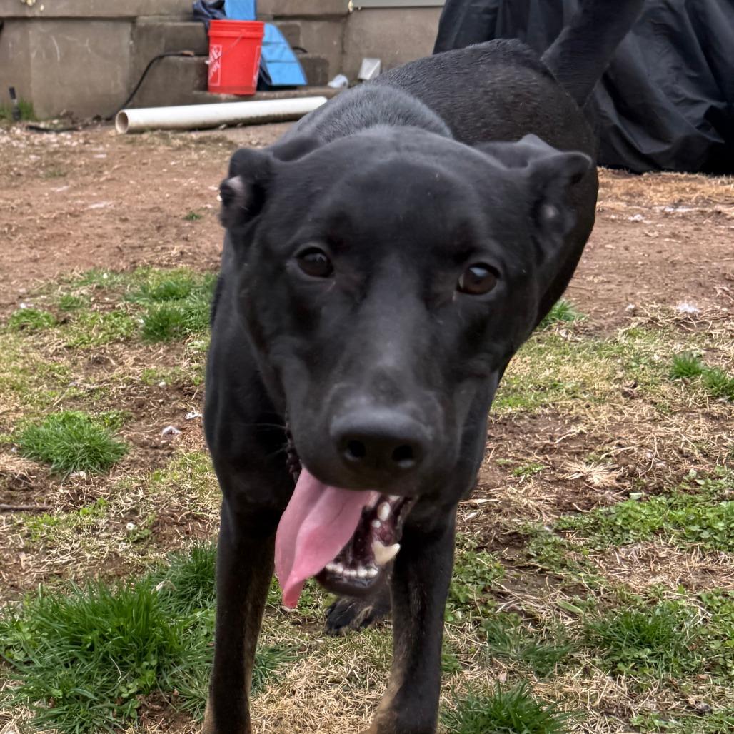 Brand, a Adoptable Mixed Breed in Staten Island, NY image 3/6