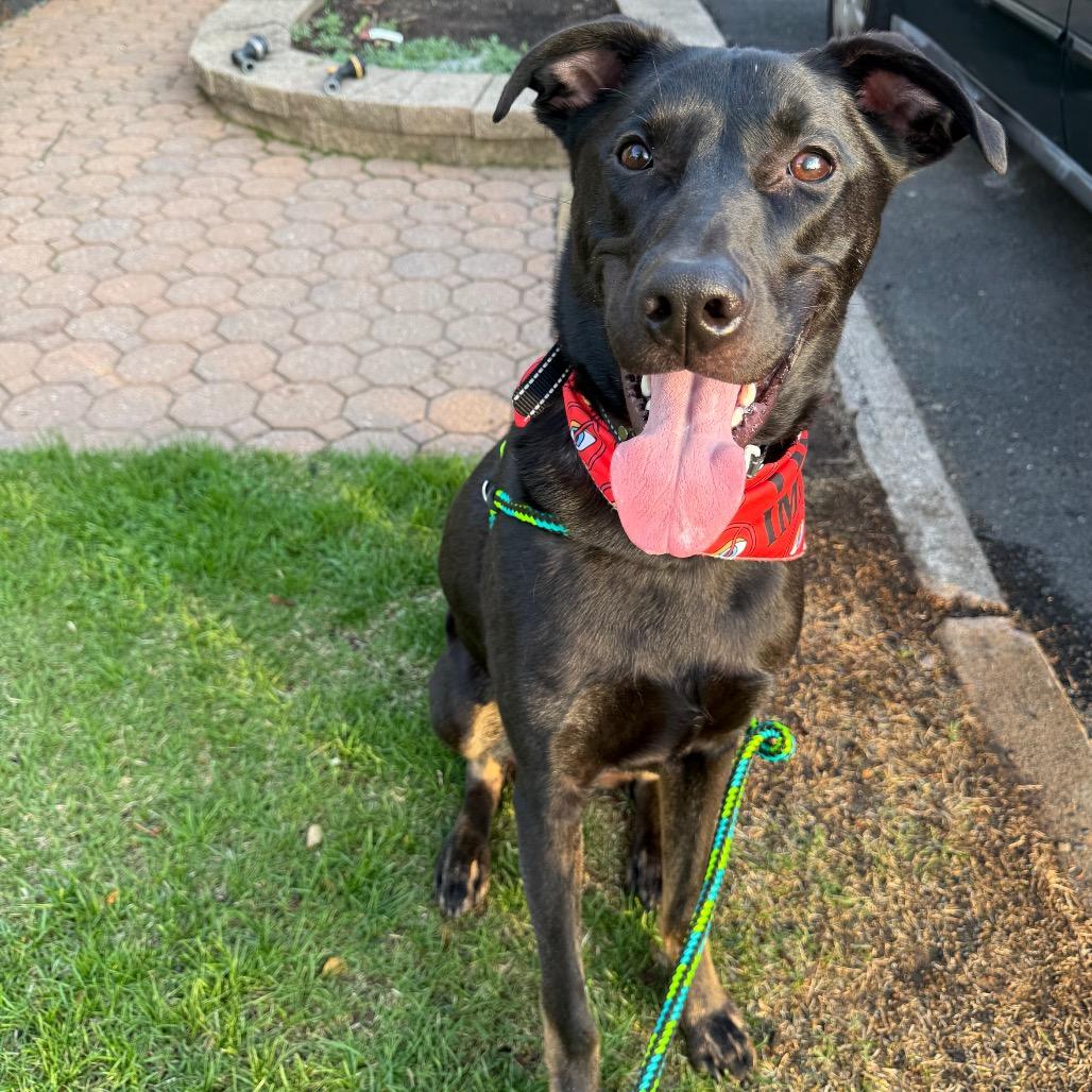 Enlarge Brand, a Adoptable Mixed Breed in Staten Island, NY image 5/6
