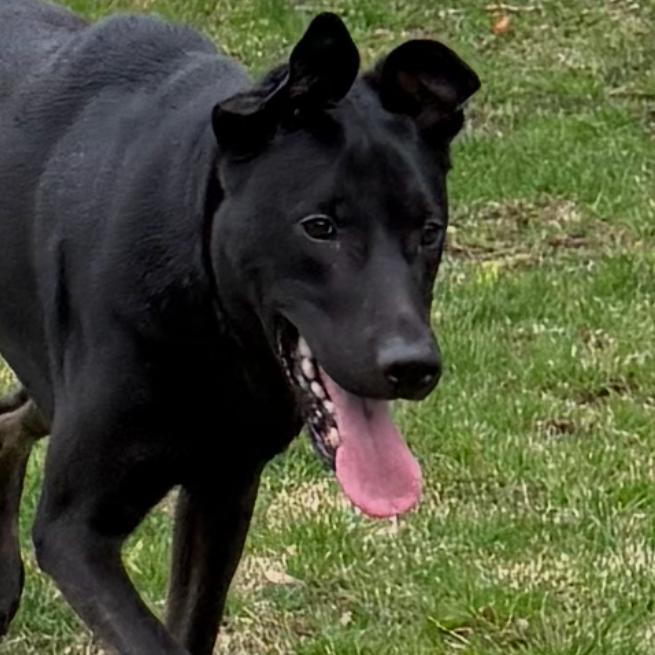 Brand, a Adoptable Mixed Breed in Staten Island, NY image 5/6