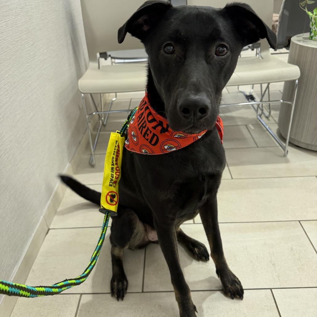 Enlarge Brand, a Adoptable Mixed Breed in Staten Island, NY image 6/6