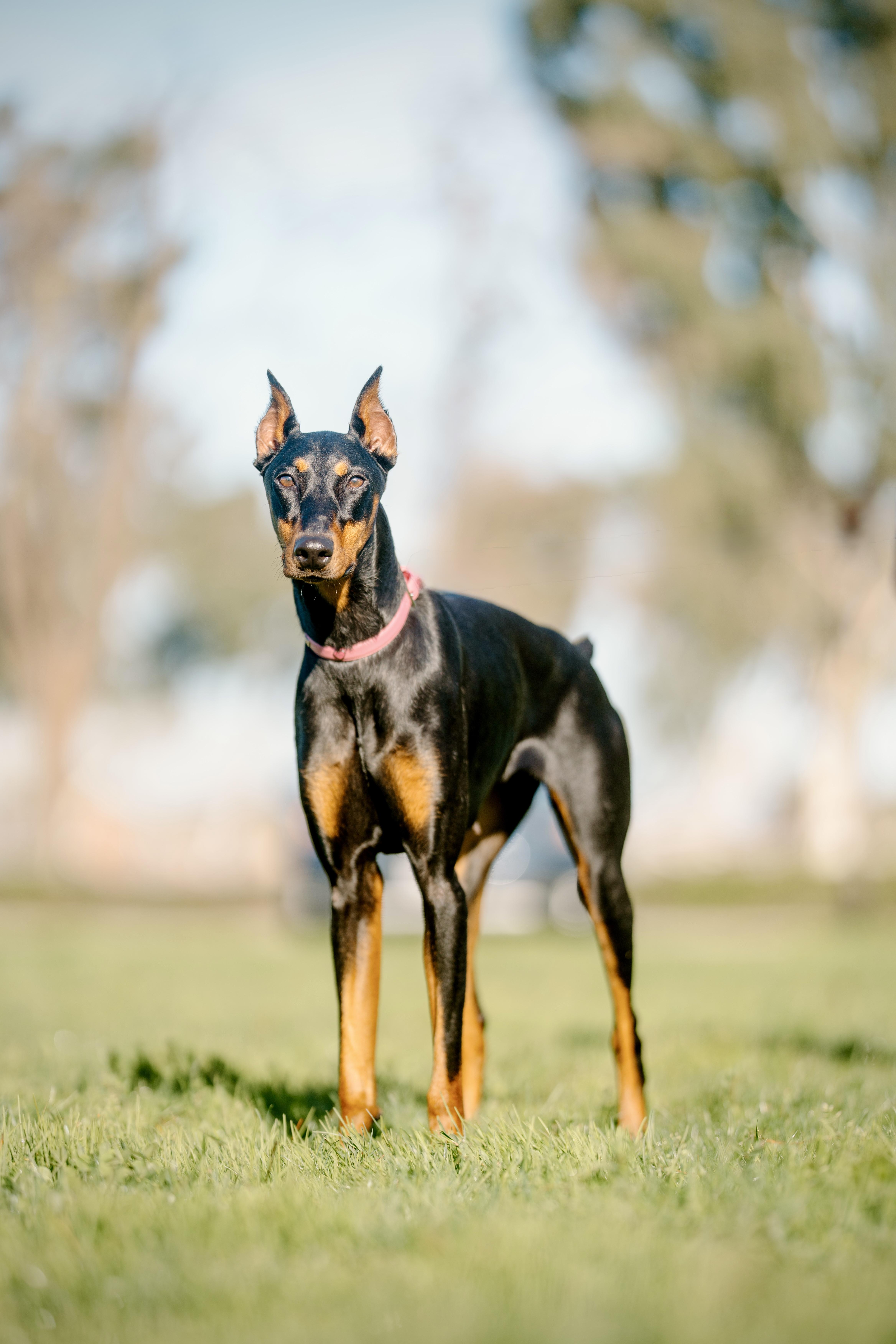 Enlarge Karma, an adopted Doberman Pinscher in San Francisco, CA image 3/3