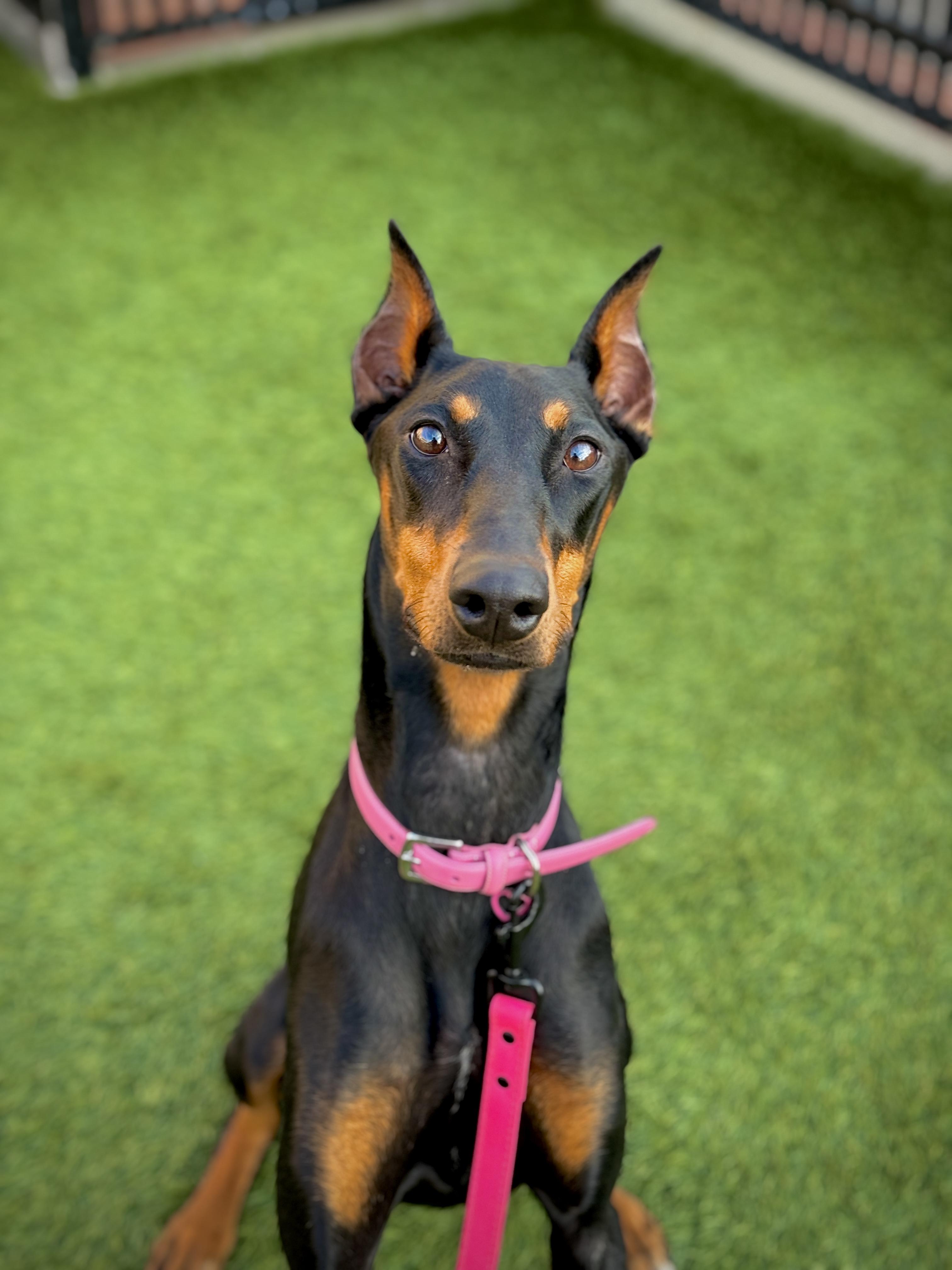 Enlarge Karma, an adopted Doberman Pinscher in San Francisco, CA image 2/3