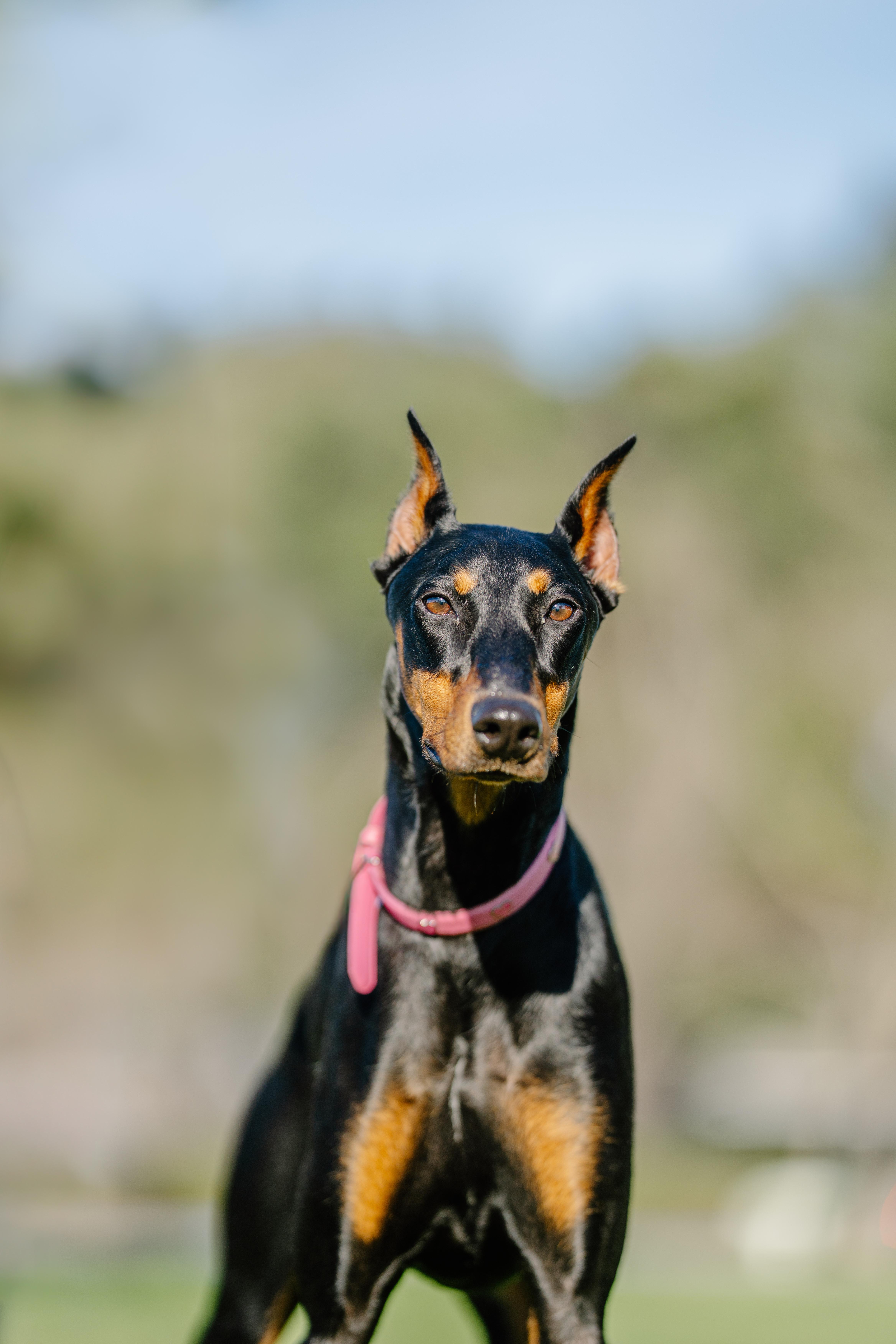 Karma, adopted, Adult Female Doberman Pinscher.