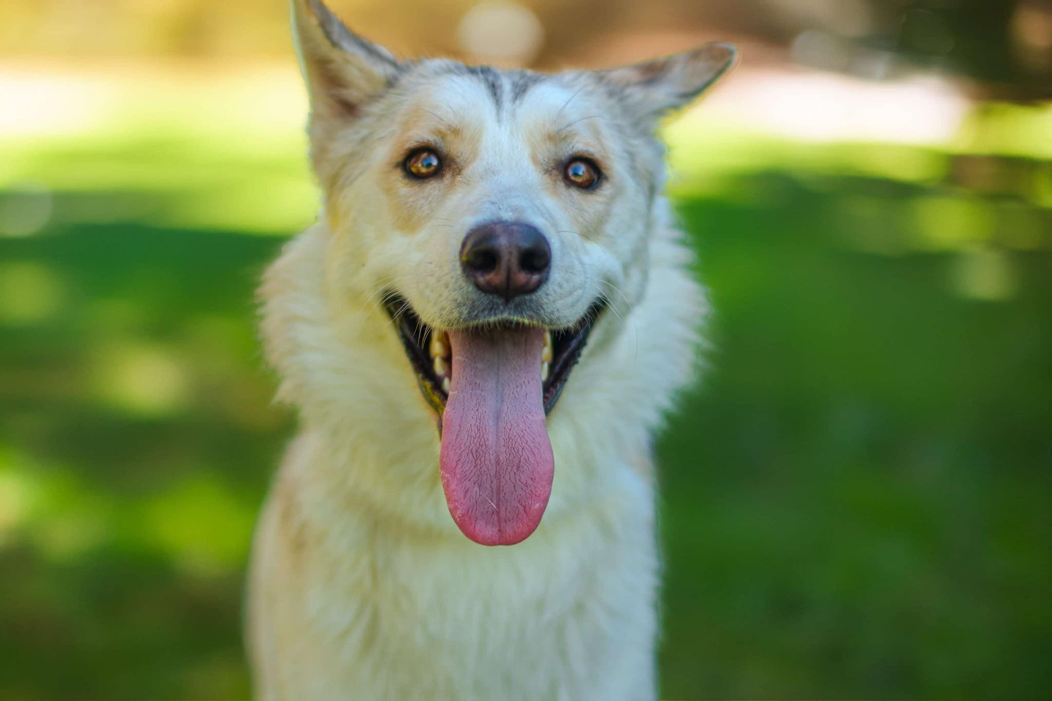 Ash, Adoptable, Adult Male Siberian Husky.
