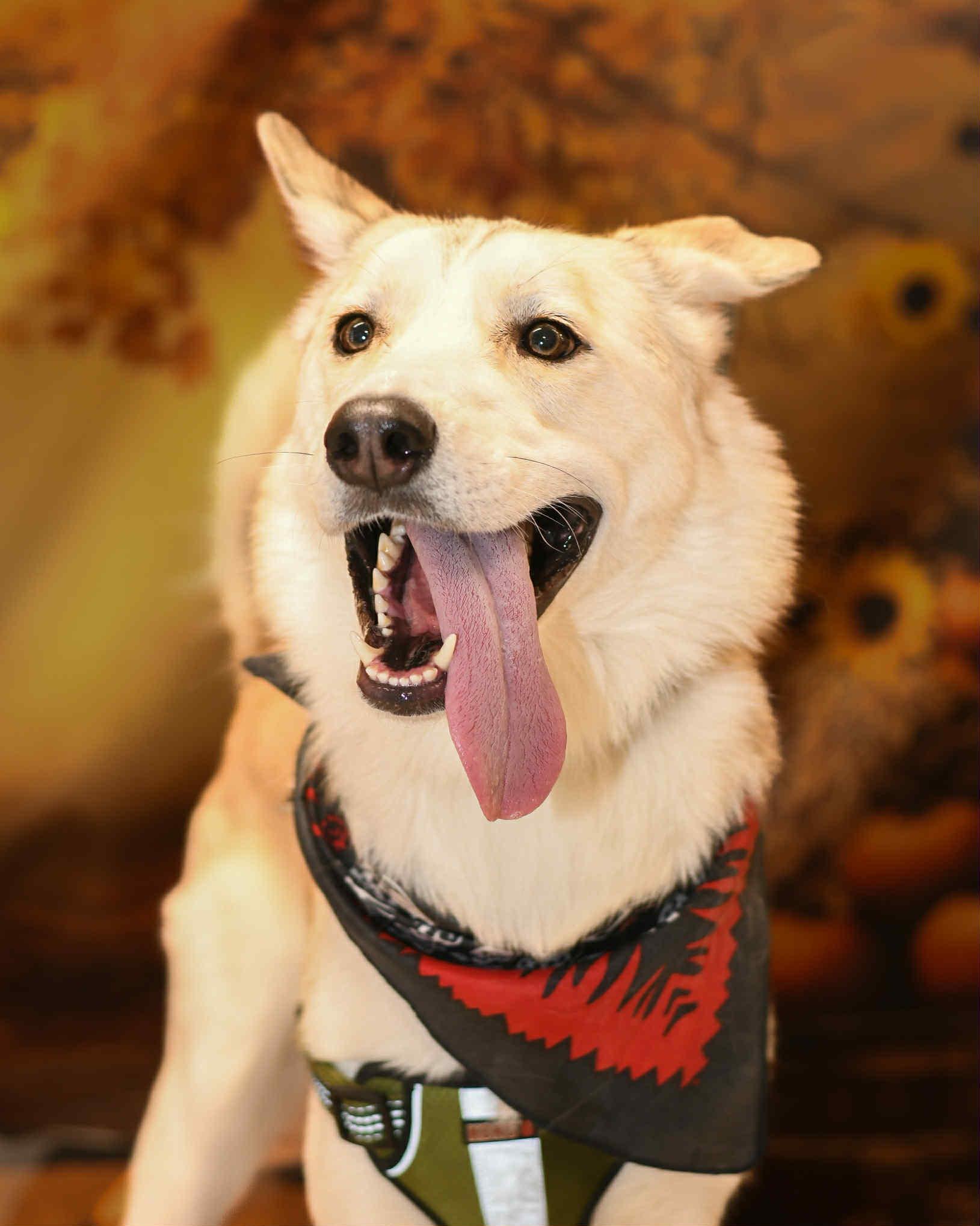 Ash, a Adoptable mixed breed in Yuba City, CA image 2/5