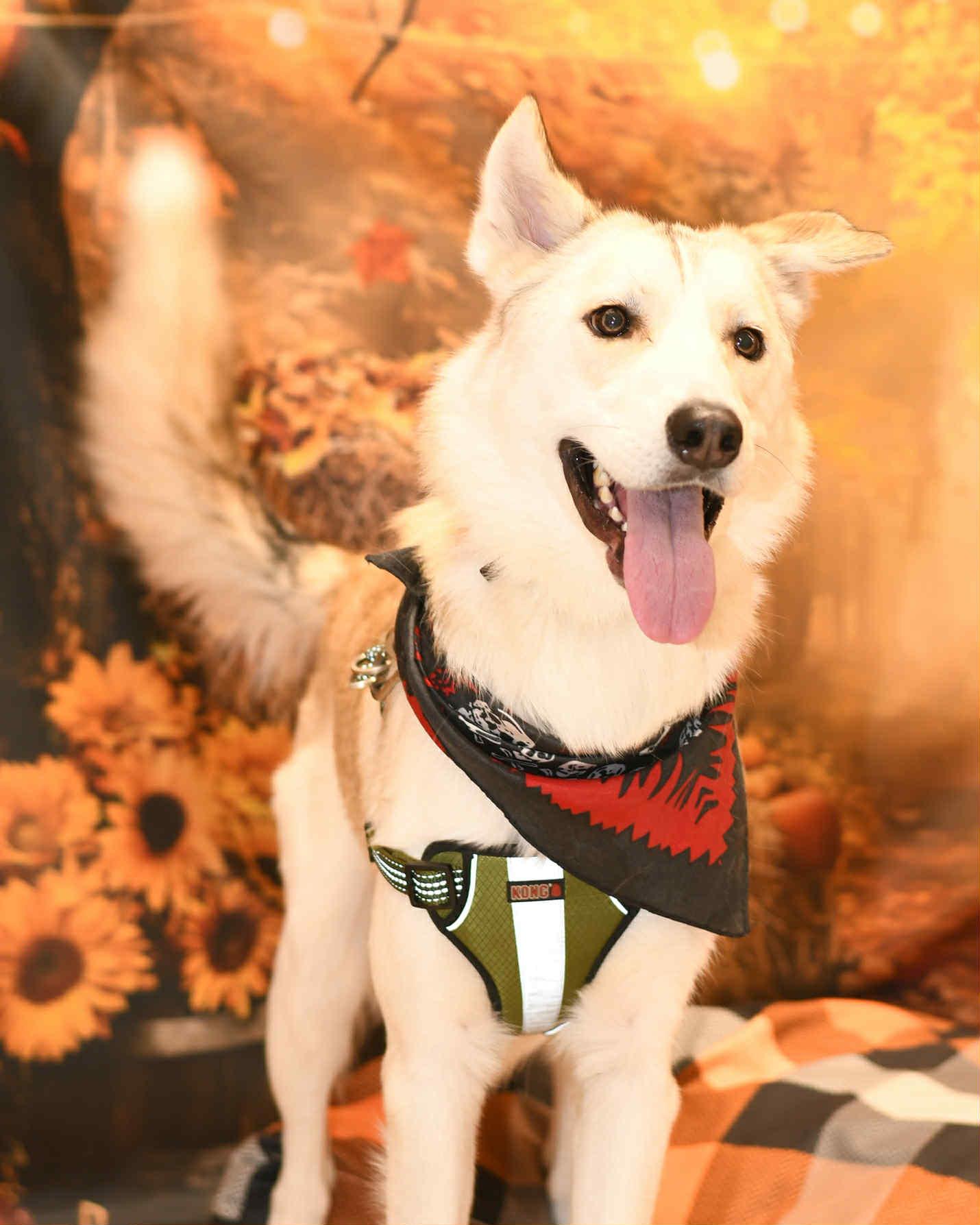 Ash, a Adoptable mixed breed in Yuba City, CA image 3/5