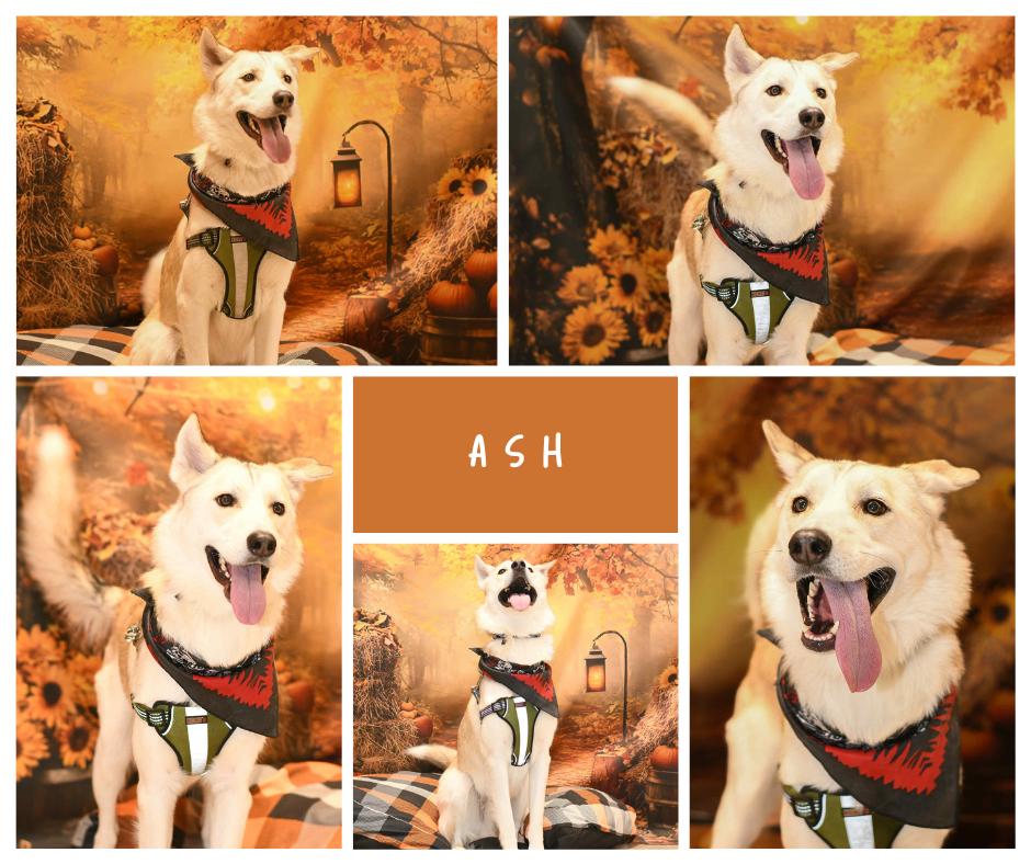 Ash, Adoptable, Adult Male Siberian Husky.
