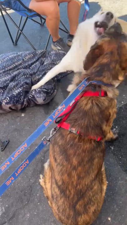 Enlarge Ash, a Adoptable mixed breed in Yuba City, CA video 5/5