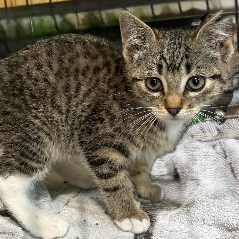 GYPSY, ADOPTABLE, Kitten Female Domestic Short Hair.