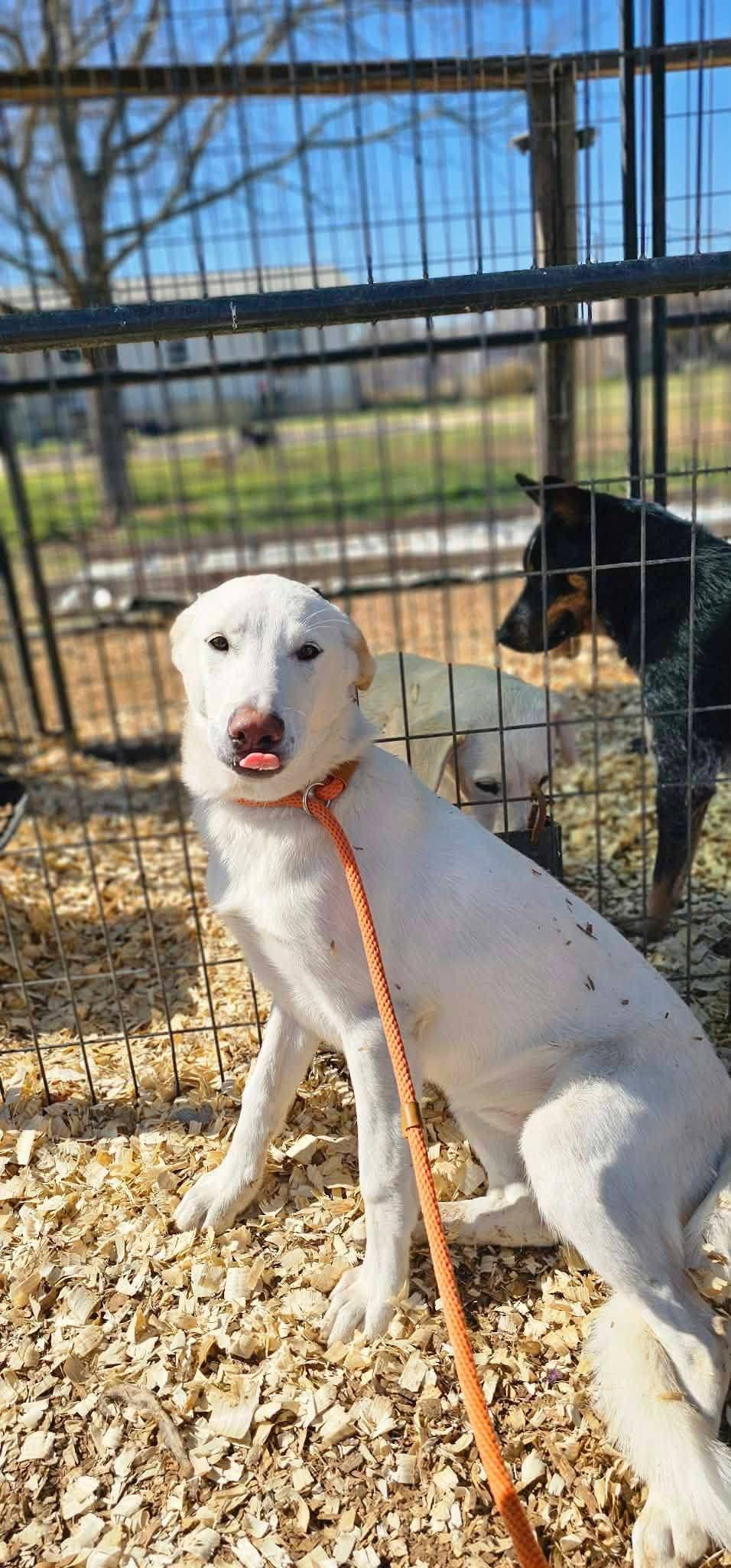 Enlarge Cash, a ADOPTABLE mixed breed in Dunnville, ON image 2/3