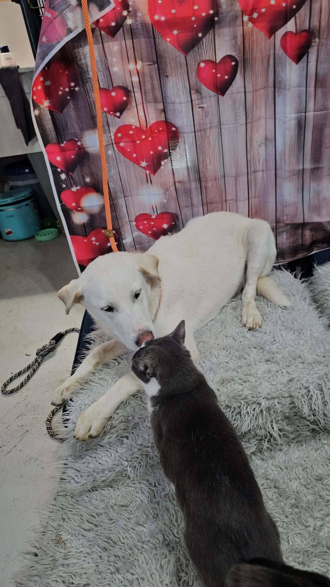 Enlarge Cash, a ADOPTABLE mixed breed in Dunnville, ON image 3/3