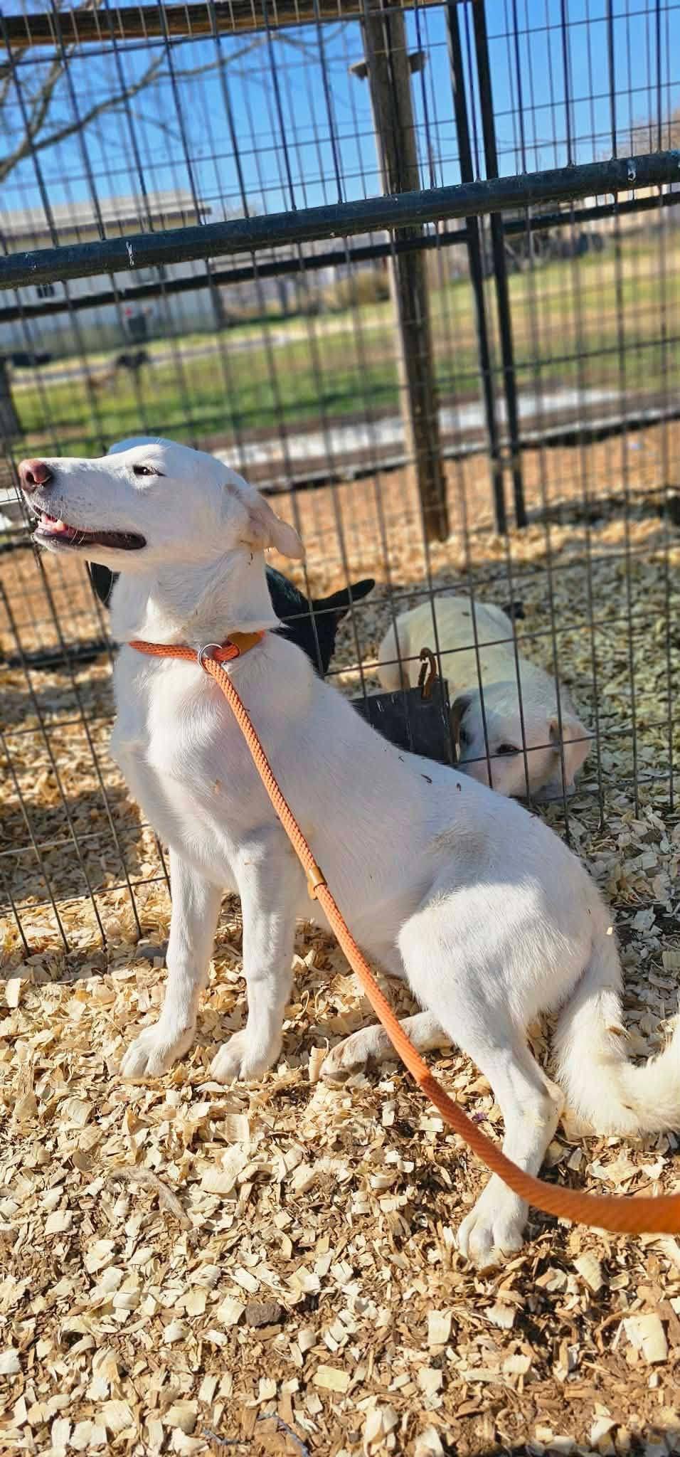 Cash, ADOPTABLE, Young Male Labrador Retriever.