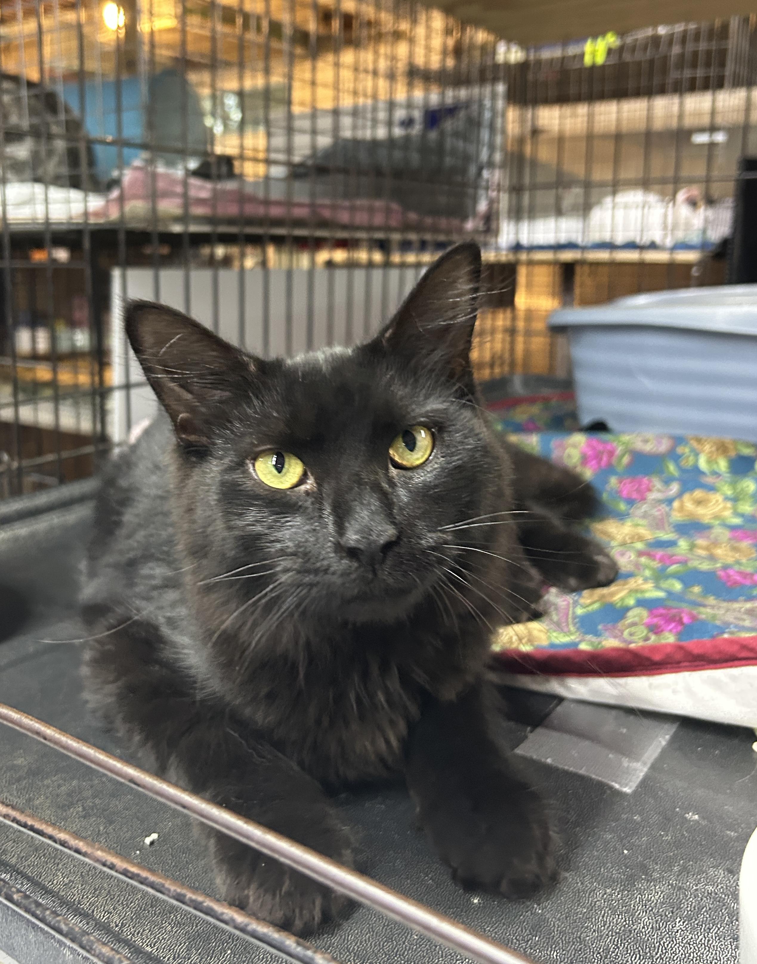 Enlarge Connor, a ADOPTABLE Domestic Medium Hair in Avon, OH image 2/5