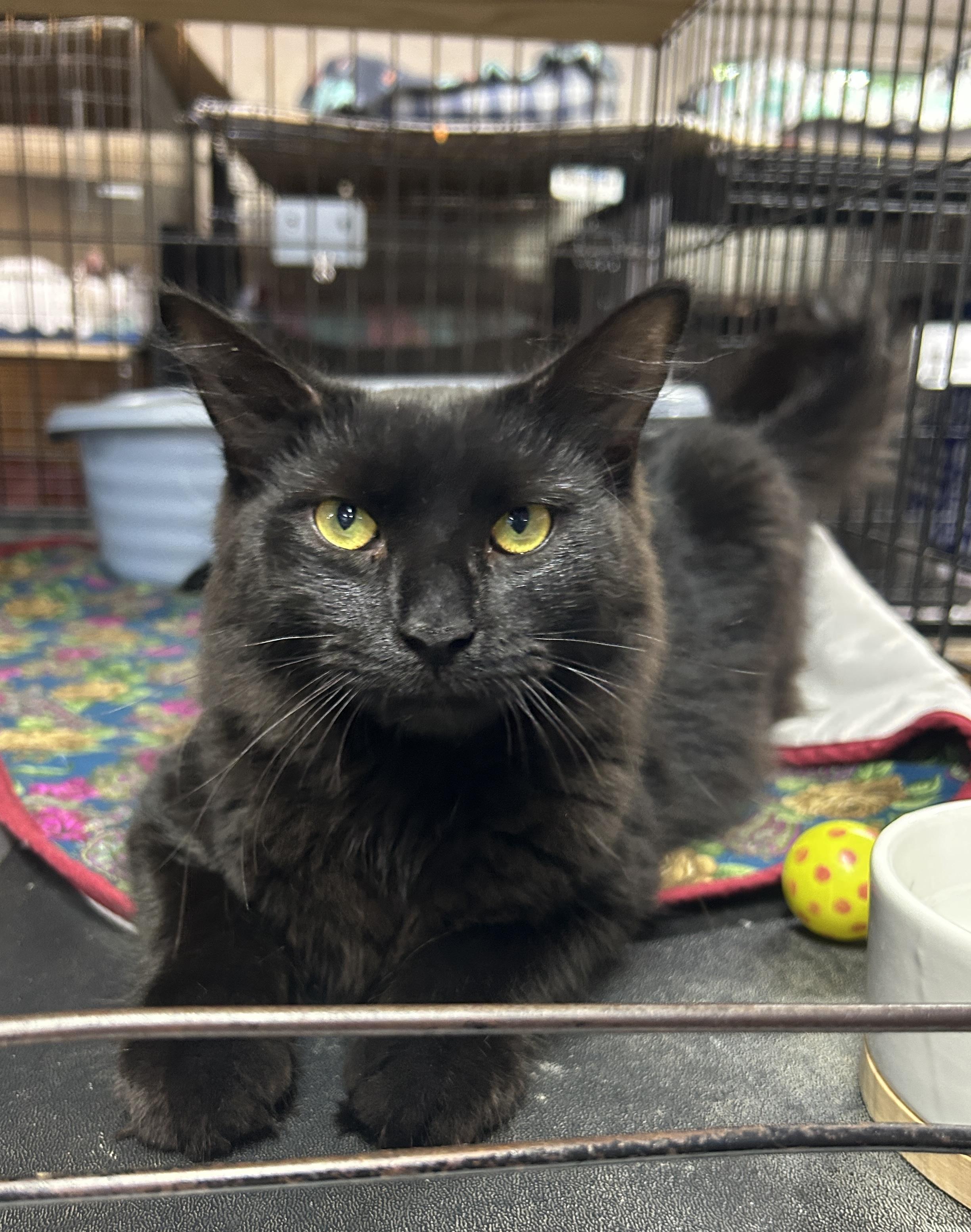 Connor, ADOPTABLE, Young Male Domestic Medium Hair.