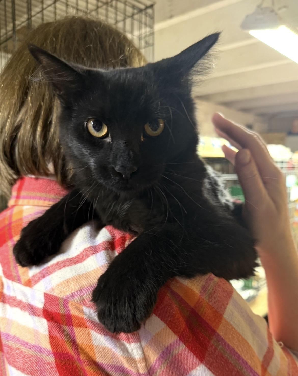 Connor, ADOPTABLE, Young Male Domestic Medium Hair.