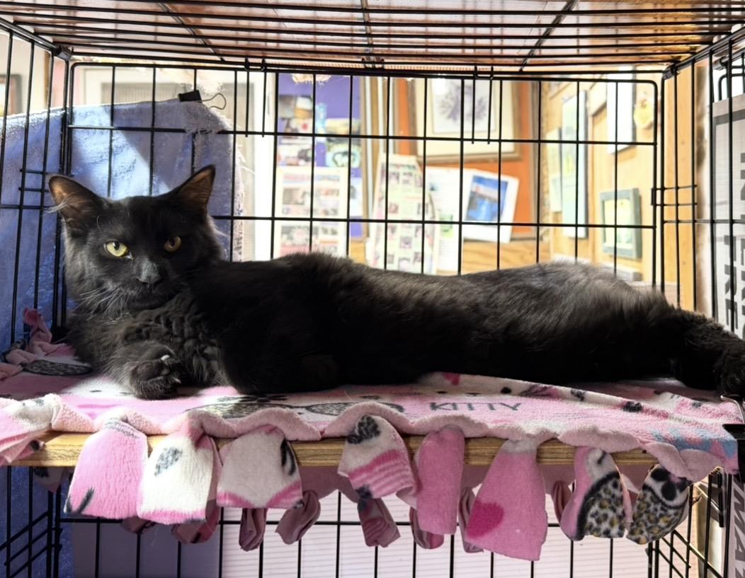 Enlarge Connor, a ADOPTABLE Domestic Medium Hair in Avon, OH image 2/3