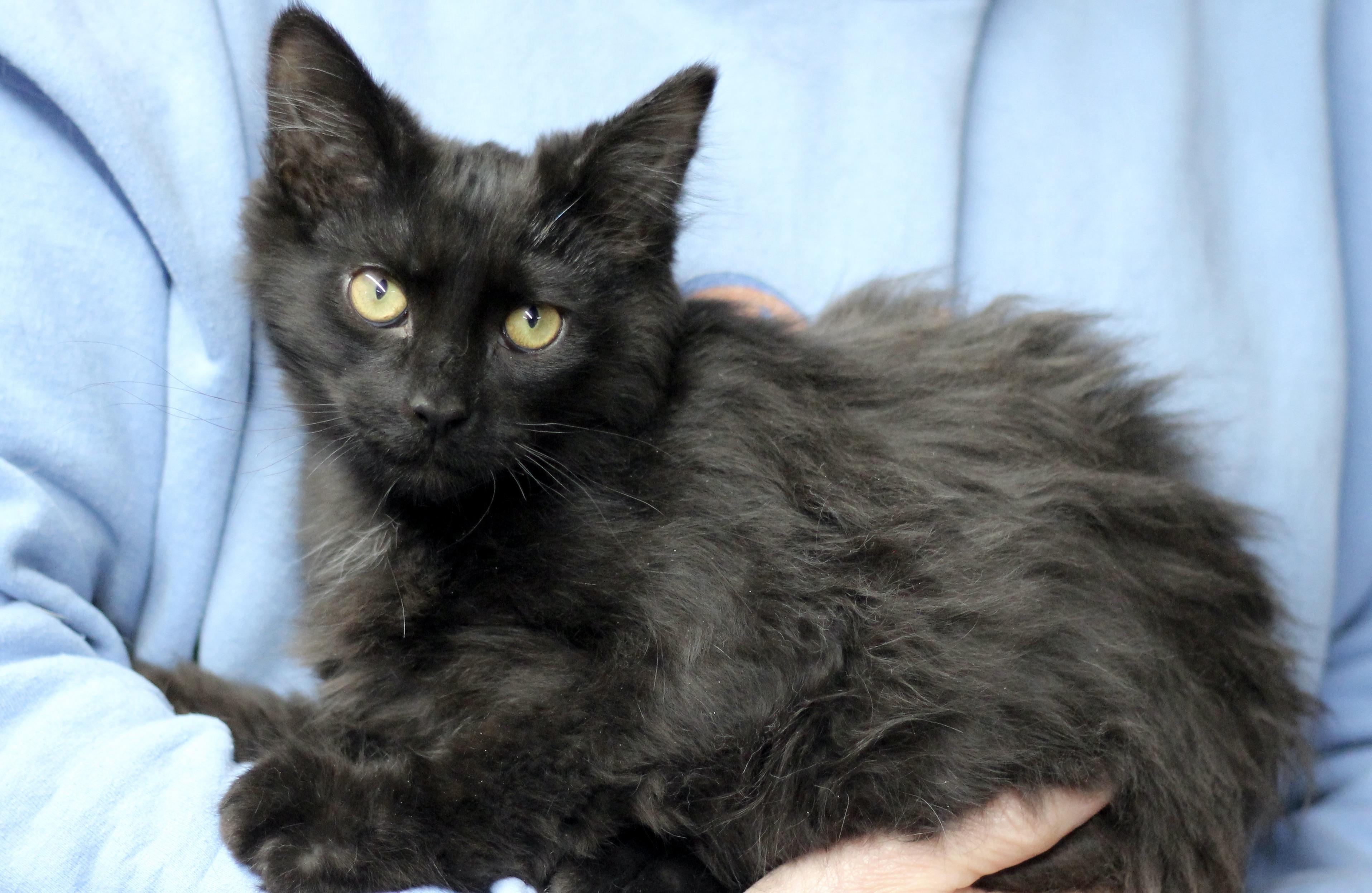 Enlarge Connor, a ADOPTABLE Domestic Medium Hair in Avon, OH image 1/1